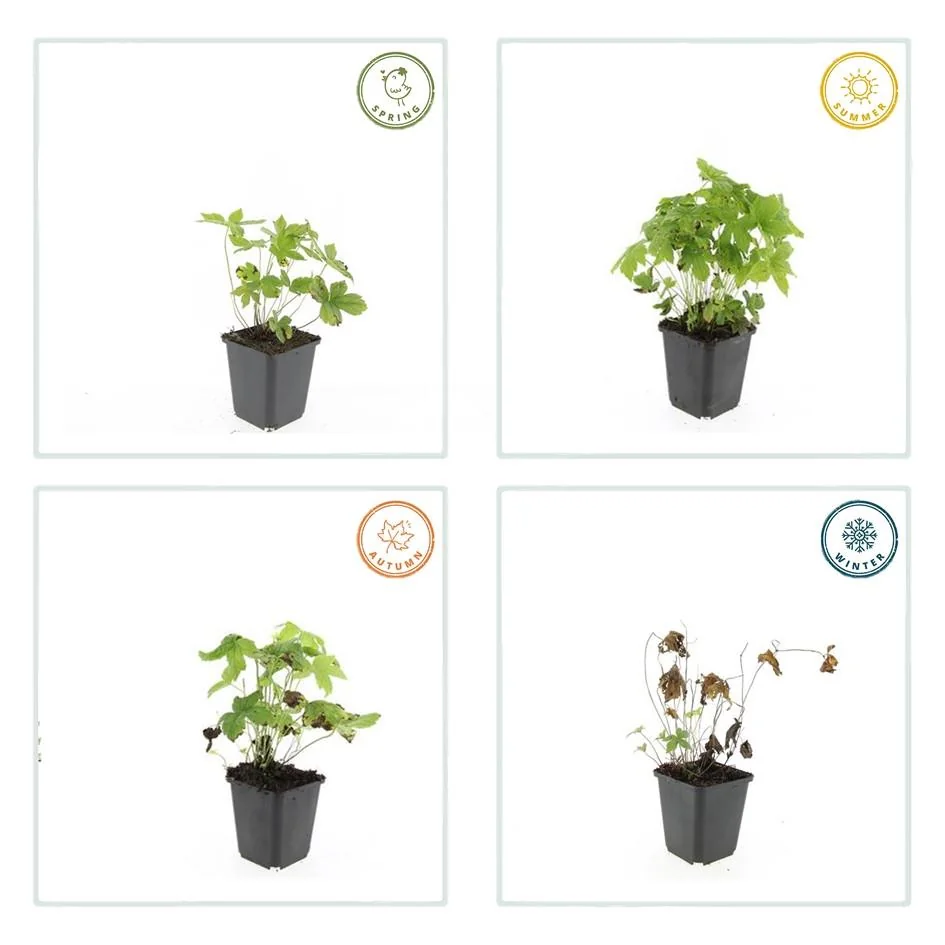 Geranium nodosum Detailansicht