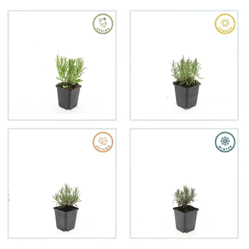 Lavandula 'Munstead' - Gartenansicht