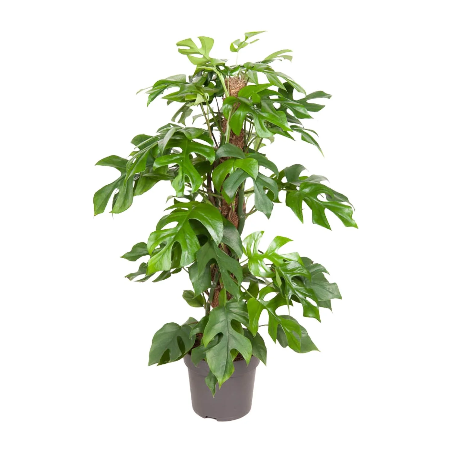 Monstera Minima – Detailansicht