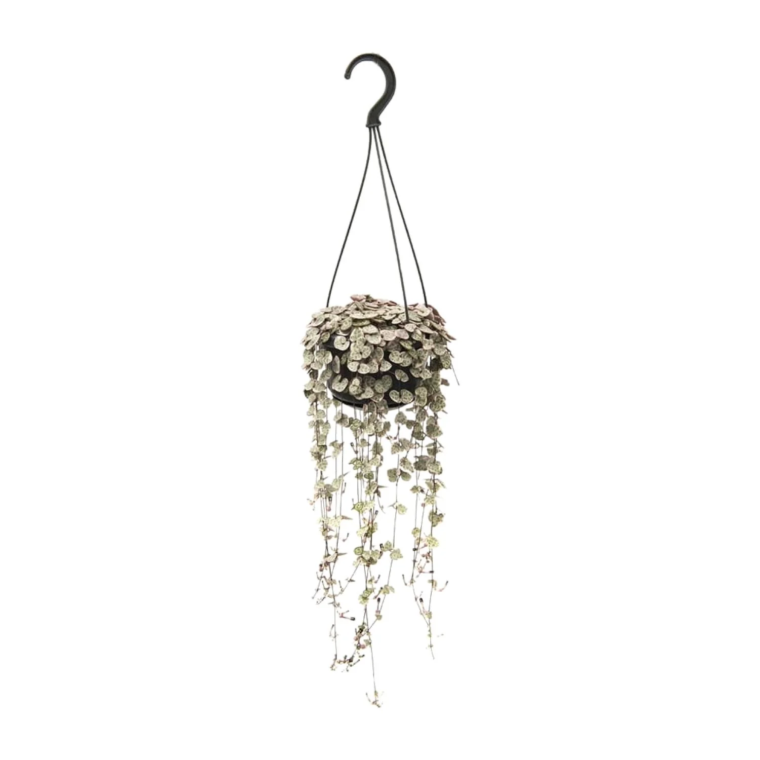 Ceropegia woodii im Interieur