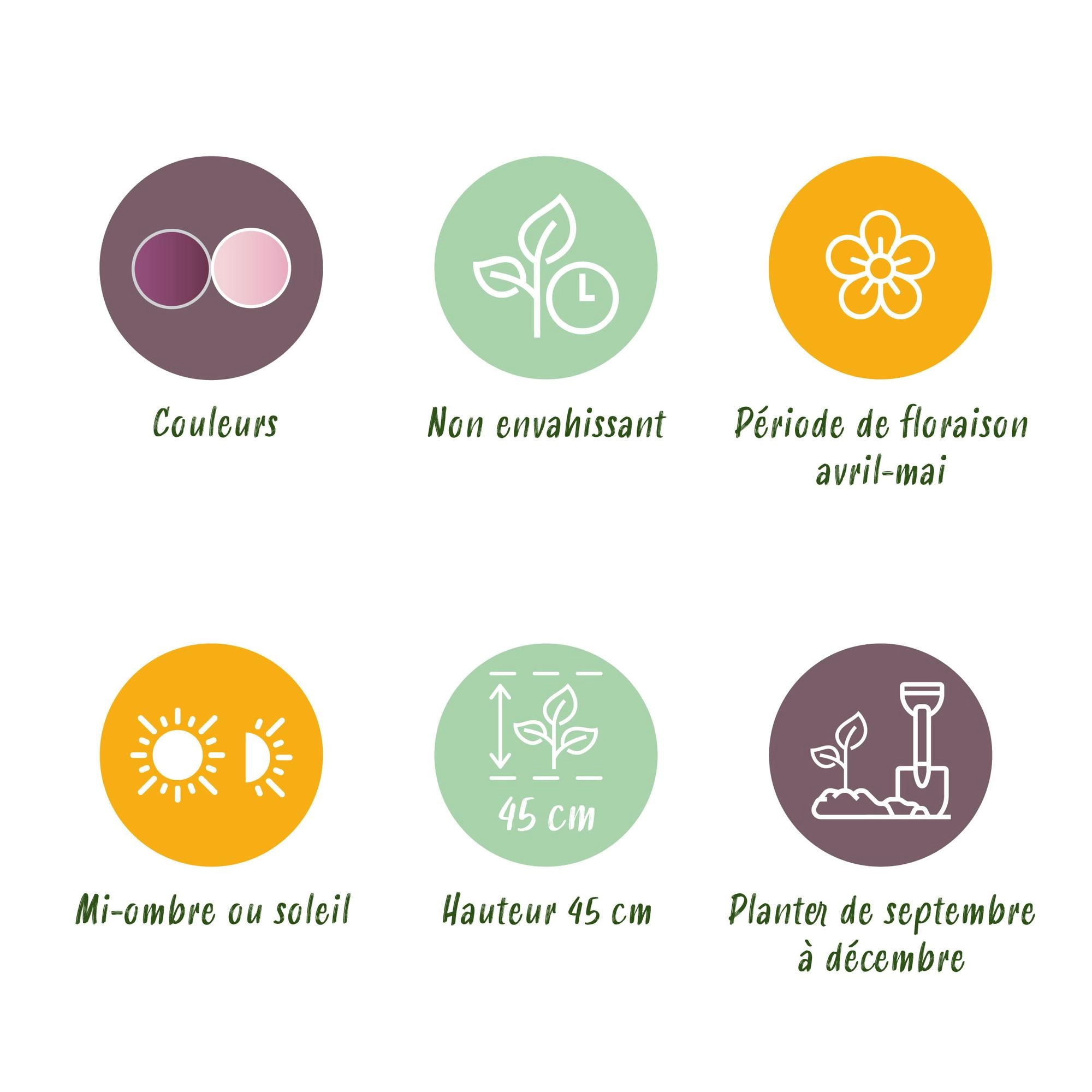 Detailaufnahme der Blüten von Magnolia stellata