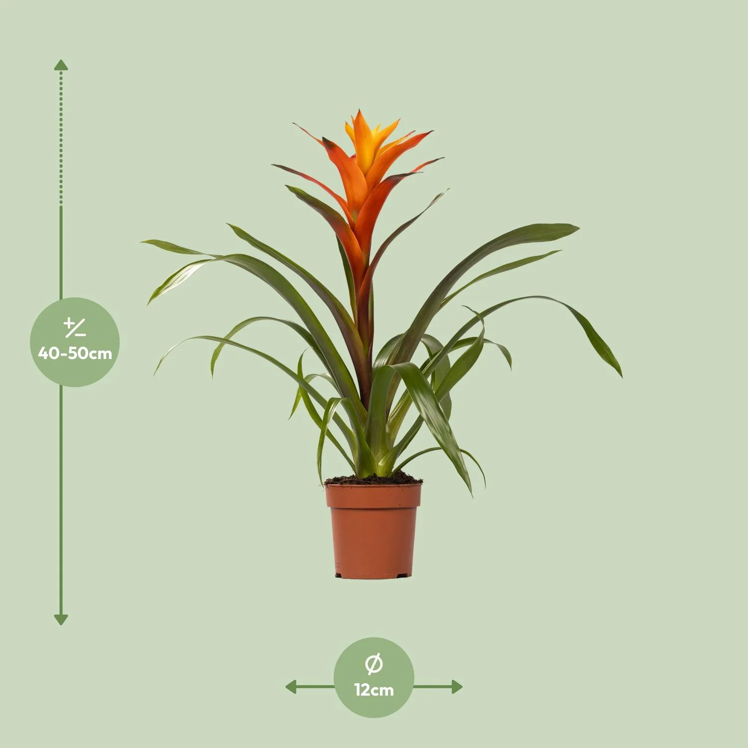 Guzmania Variada aus der Nähe