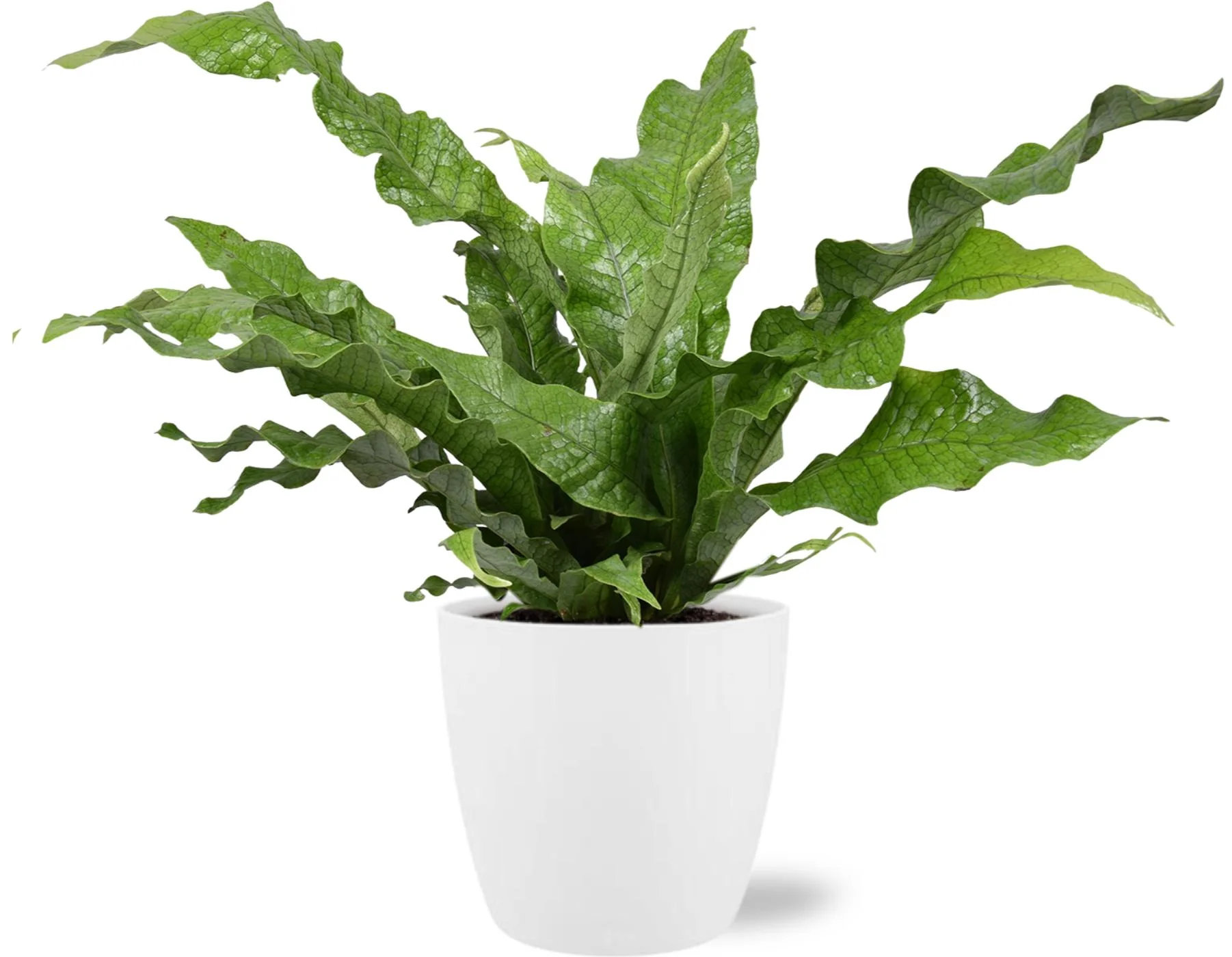 Microsorum Diversifolium – Känguru-Farn