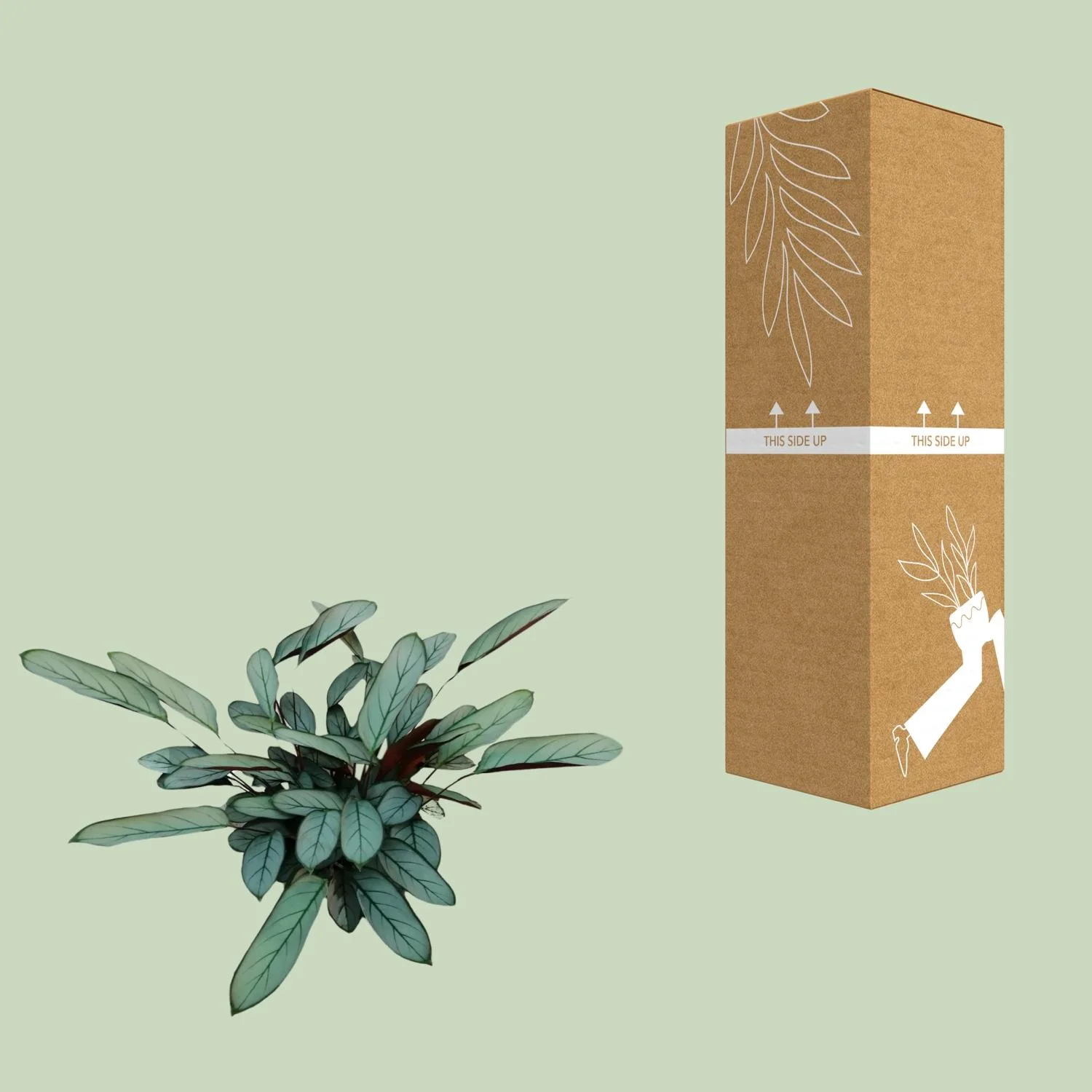 Ctenanthe Oppenheimiana – Detailansicht