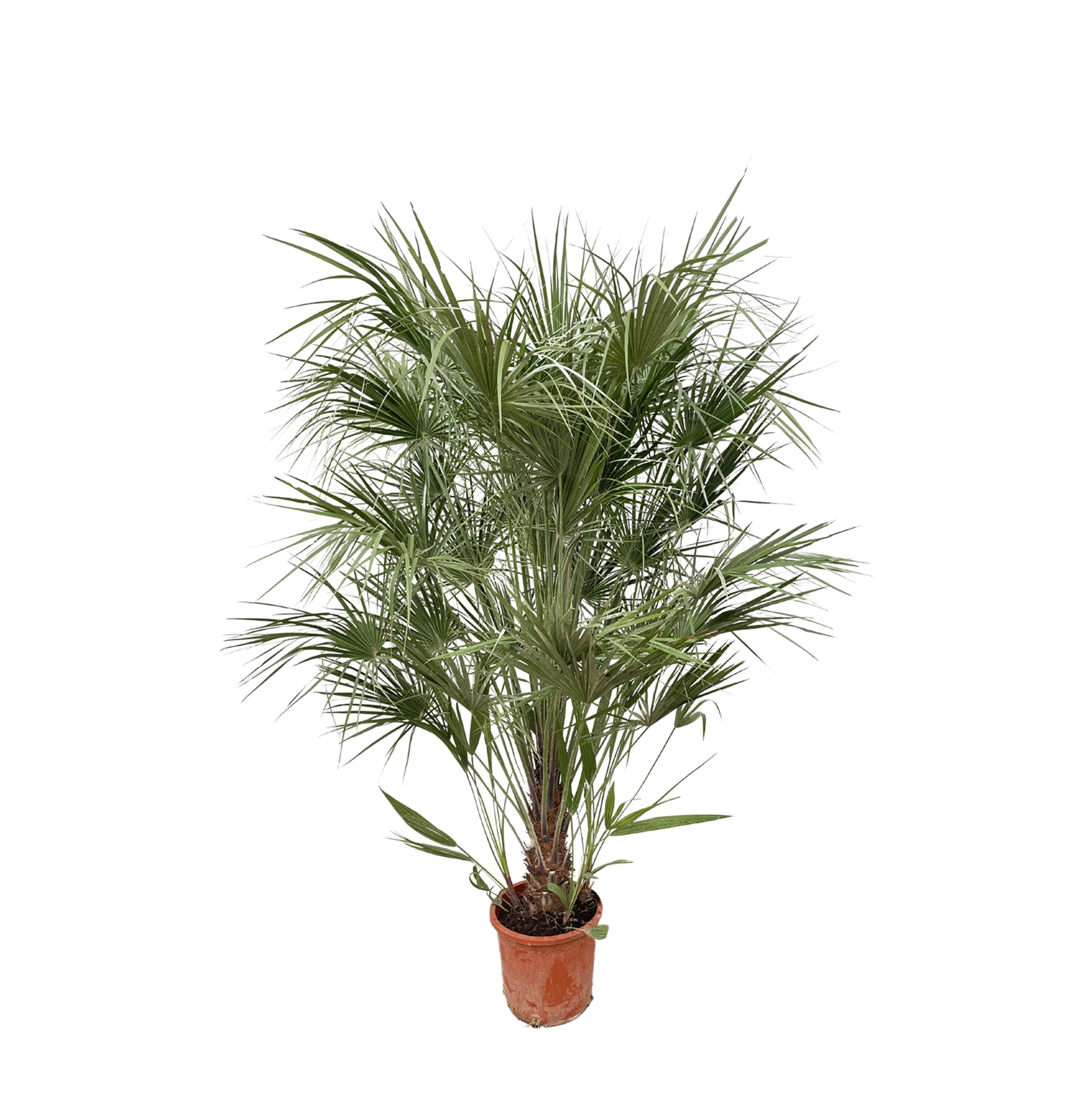 Chamaerops Humilis