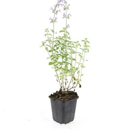 Nepeta 'Walker's Low' Pflanze mit lavendelblauen Blüten