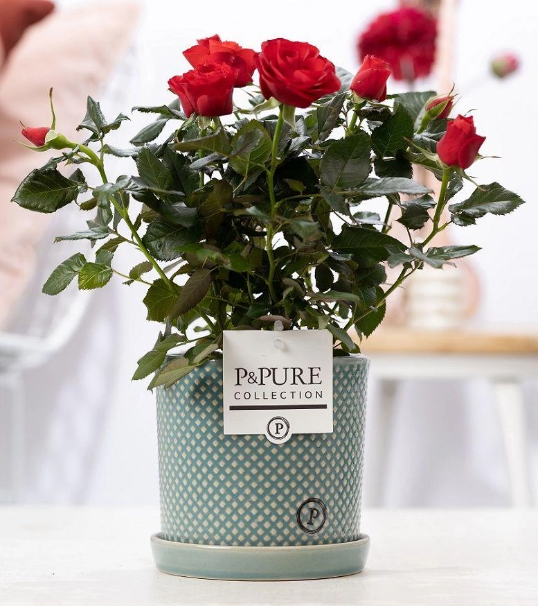Rote Rose im Keramiktopf