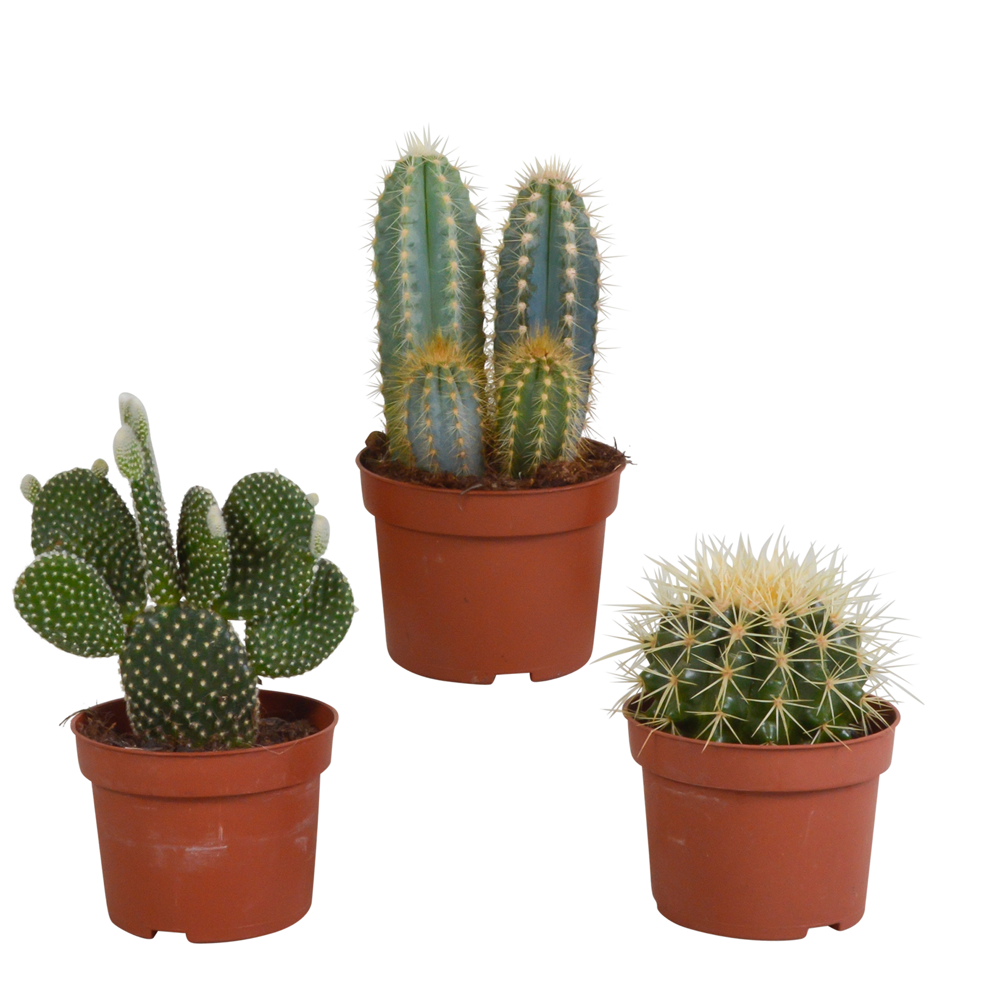 Mischung aus drei verschiedenen Kakteen