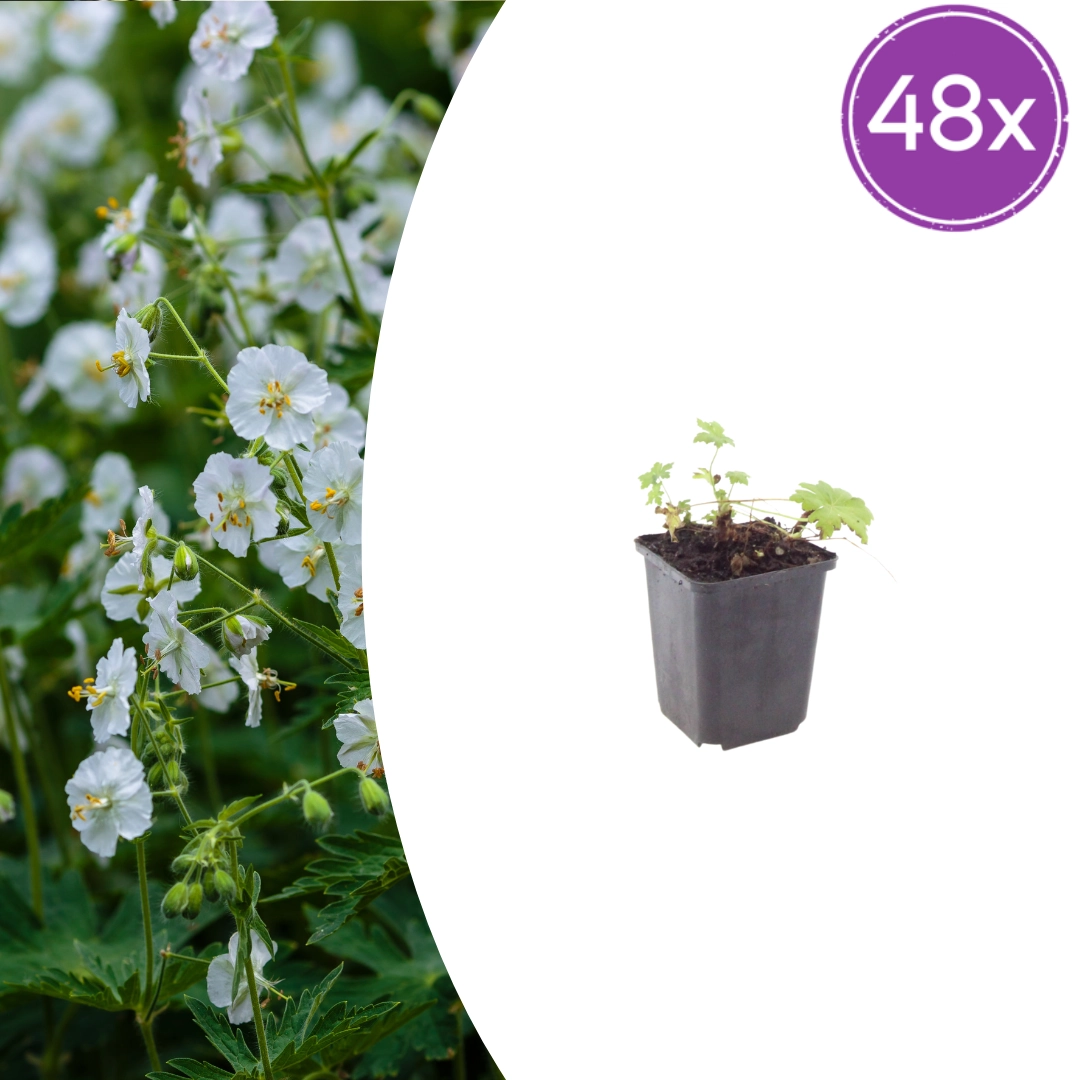 Geranium macrorrhizum ‘White Ness’ Blüten