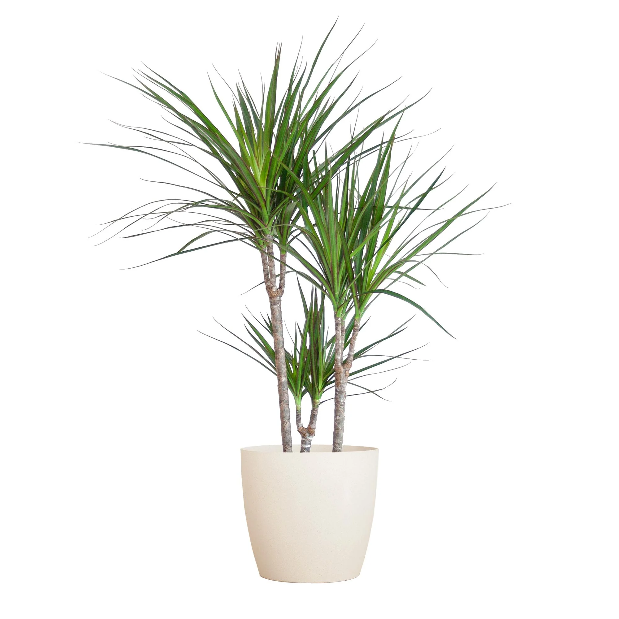 Dracaena Marginata