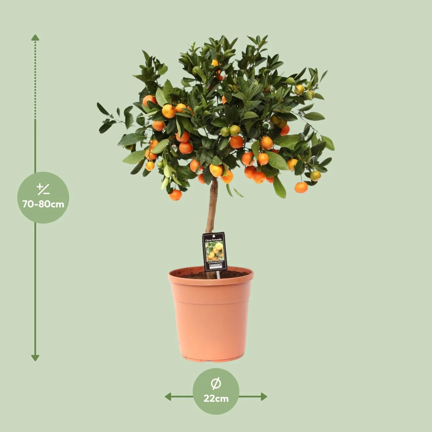Citrus Calamondin im Topf