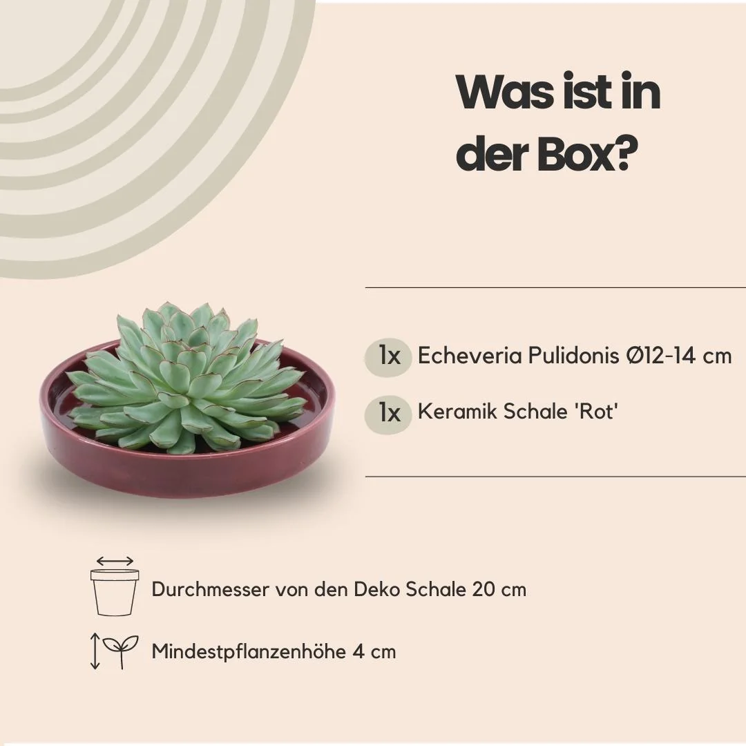 Echeveria Pulidonis als wurzellose Sukkulente