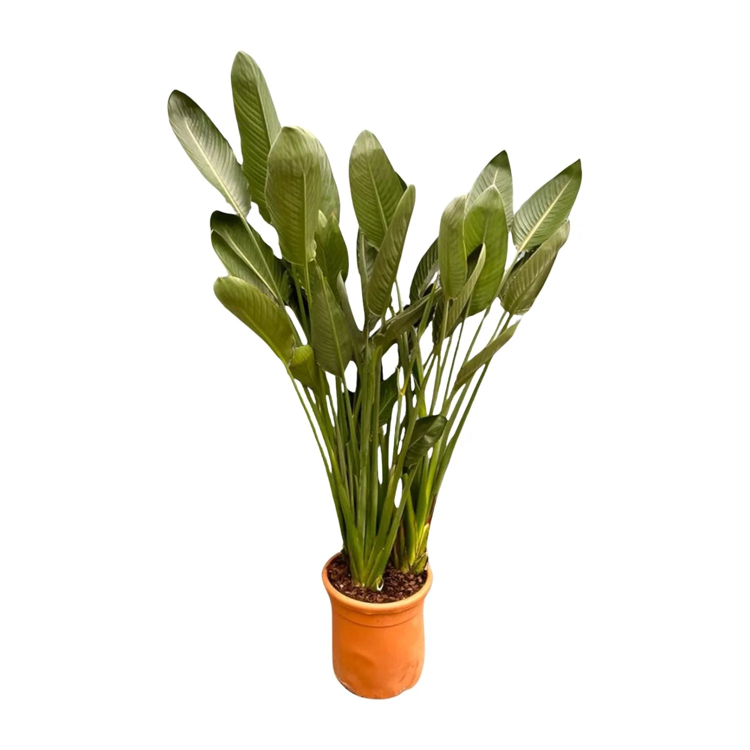 Strelitzia Reginae in einem modernen Wohnraum