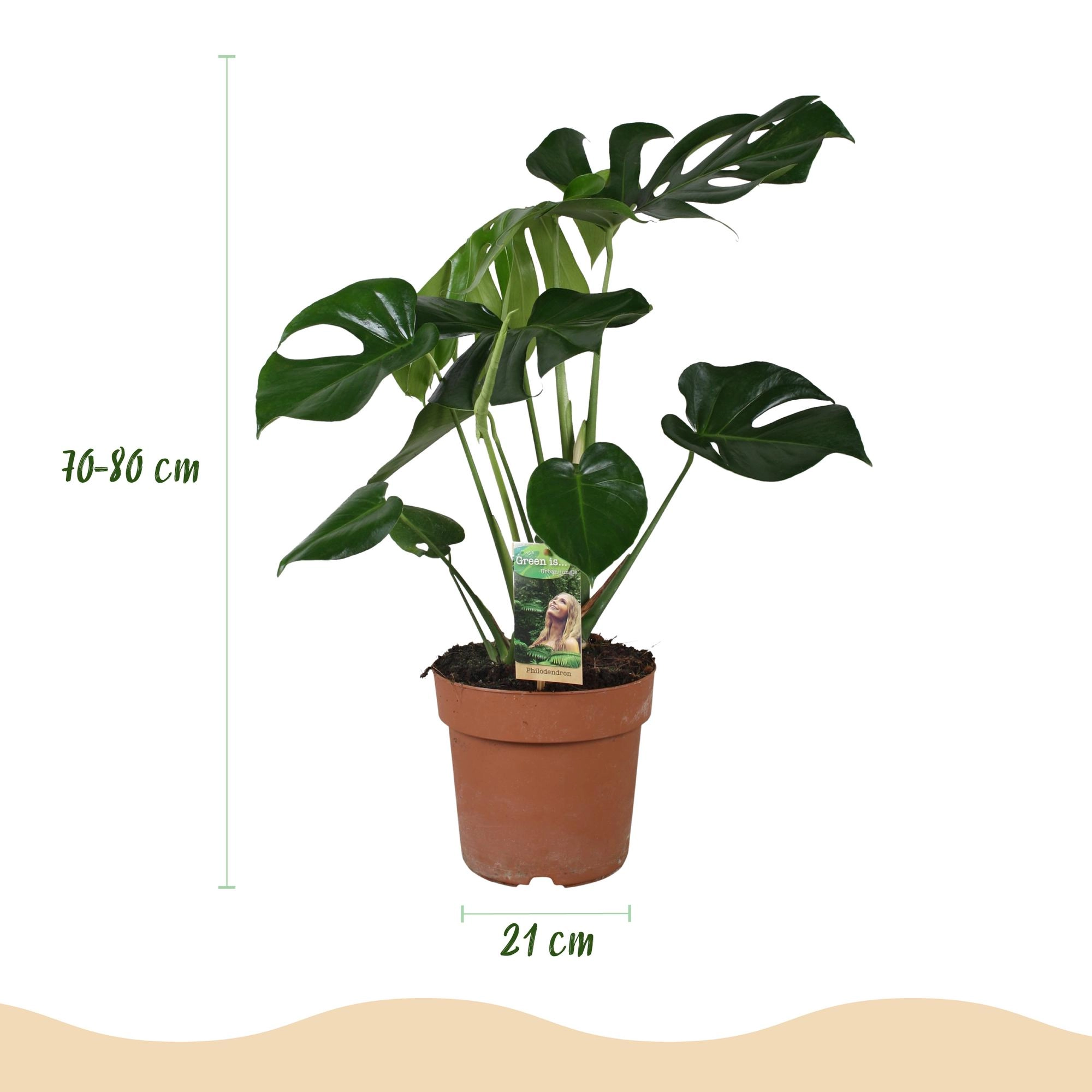 Monstera Deliciosa Pflanze