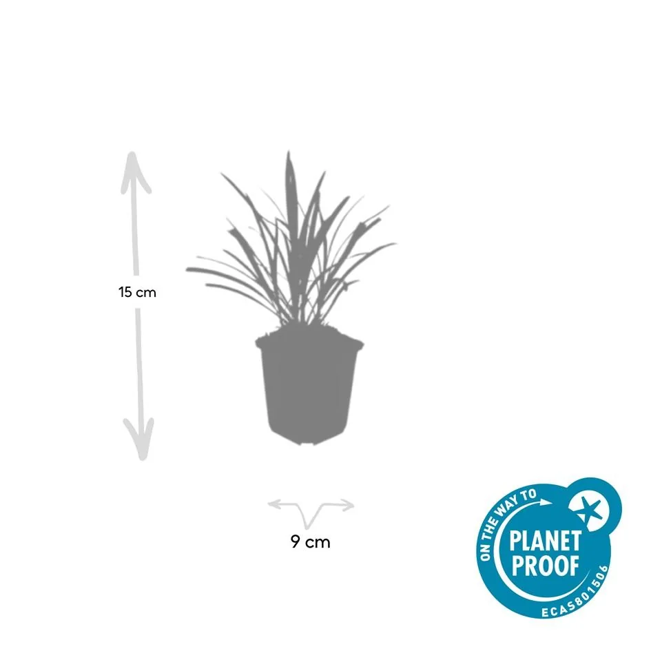 Liriope muscari 'Ingwersen' in voller Blüte