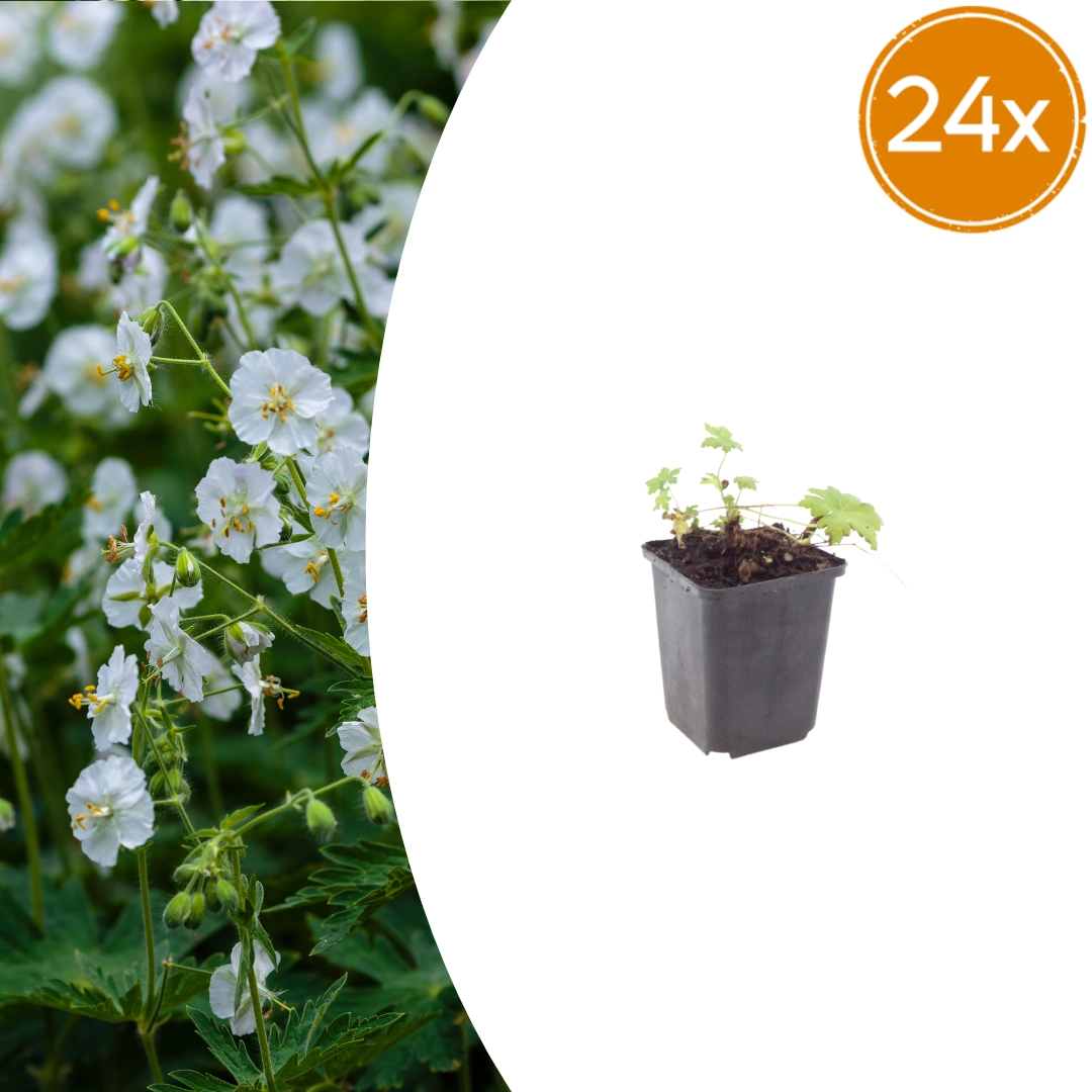 Geranium macrorrhizum ‘White Ness’ blühend