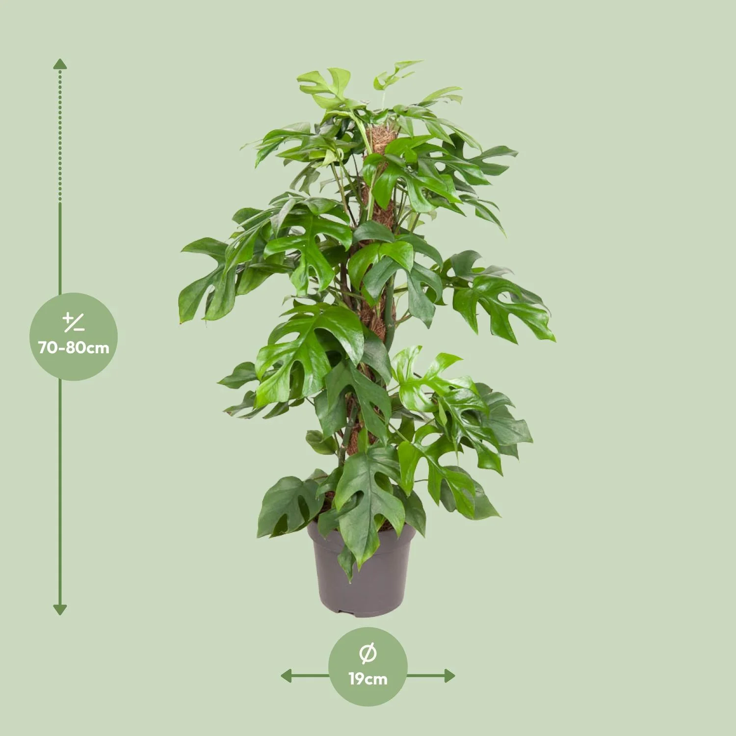 Monstera Minima – elegante Pflanze