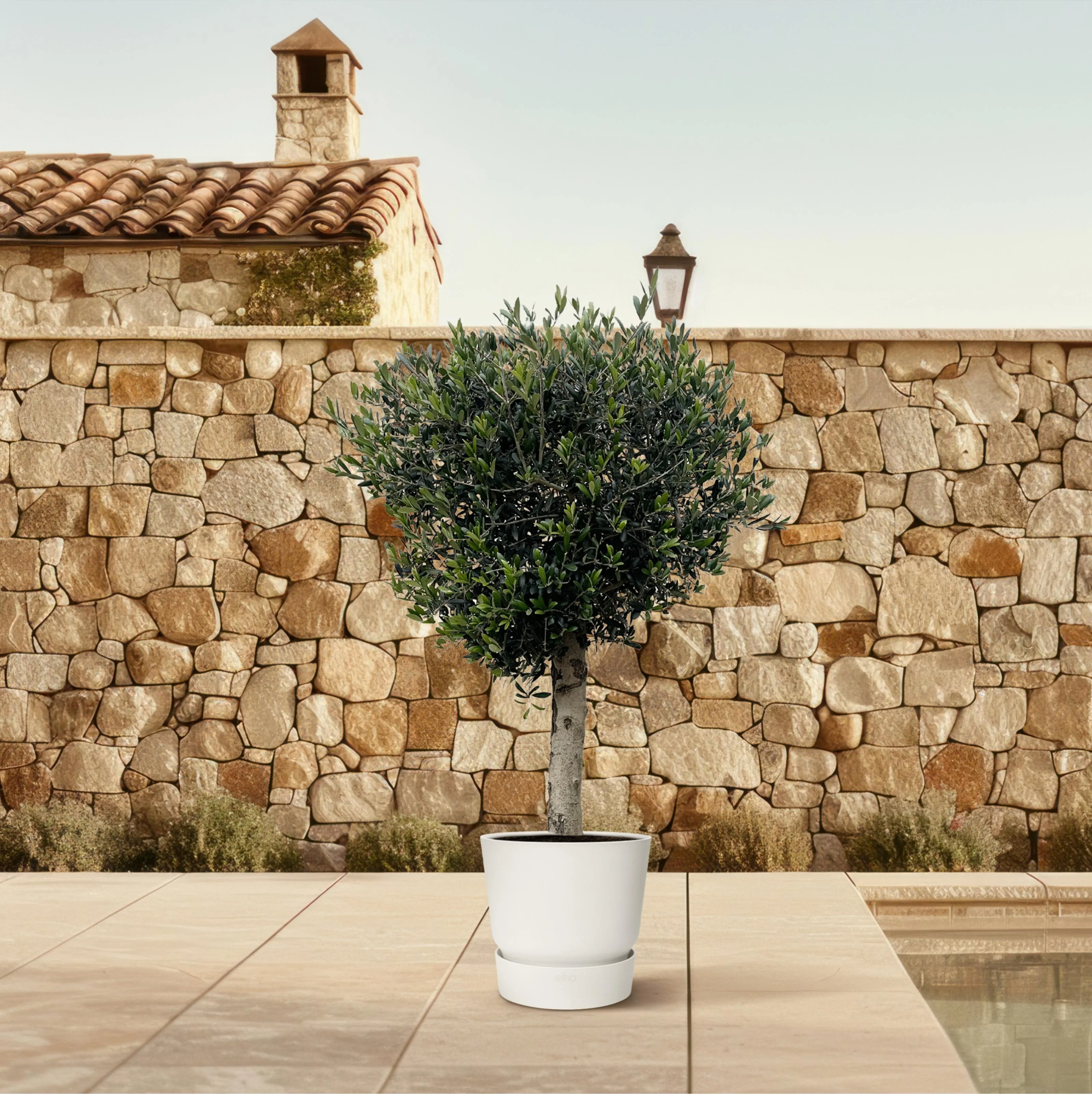 Olea Europaea Olivenbaum
