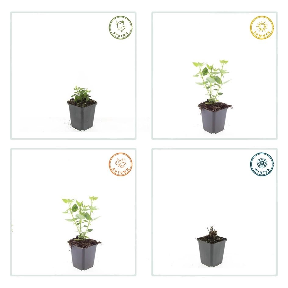 Agastache 'Blue Fortune' in voller Blüte