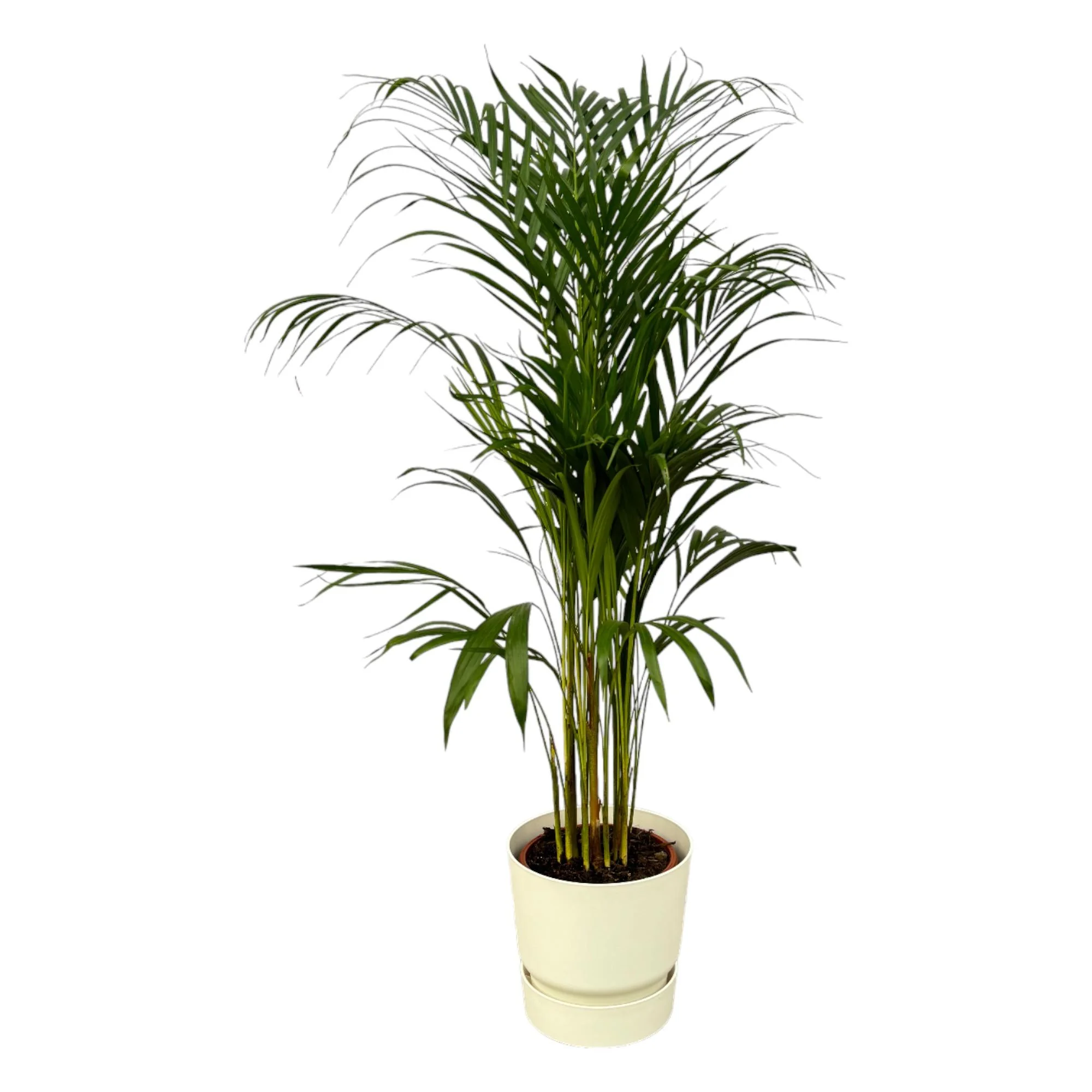 Areca Palme