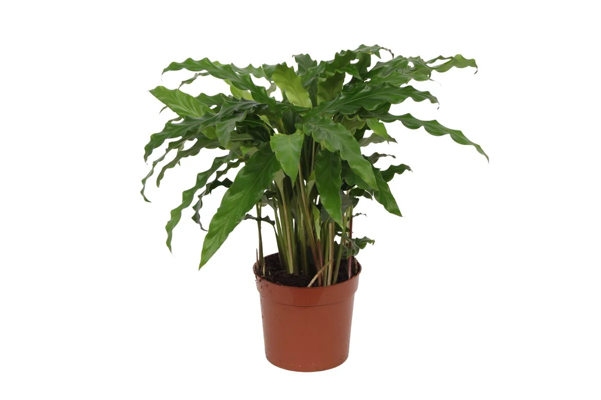 Calathea Bluegrass im Raum