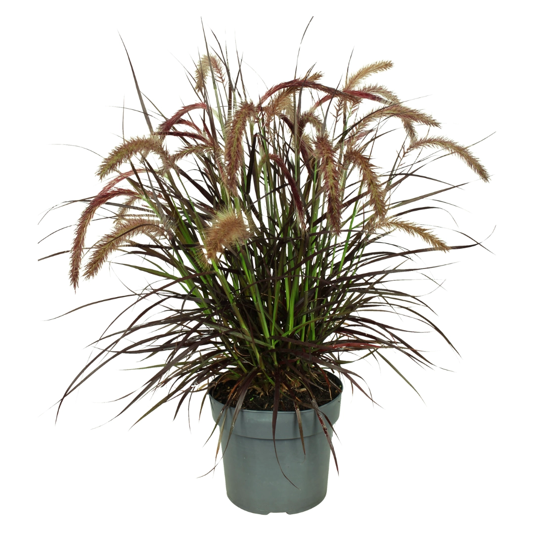 Pennisetum ‘Tiny Tails’ im Topf