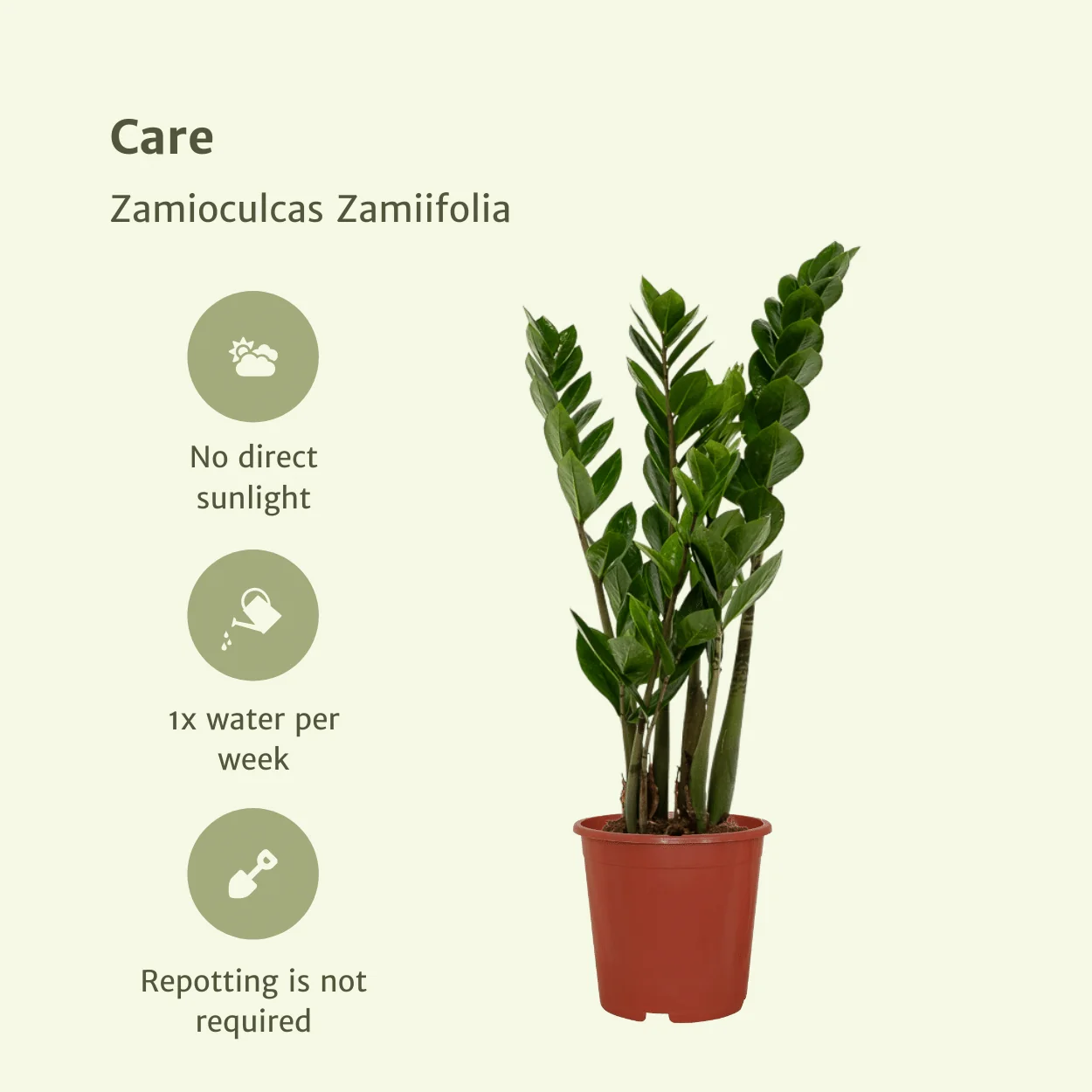 Zamioculcas Zamiifolia Pflege