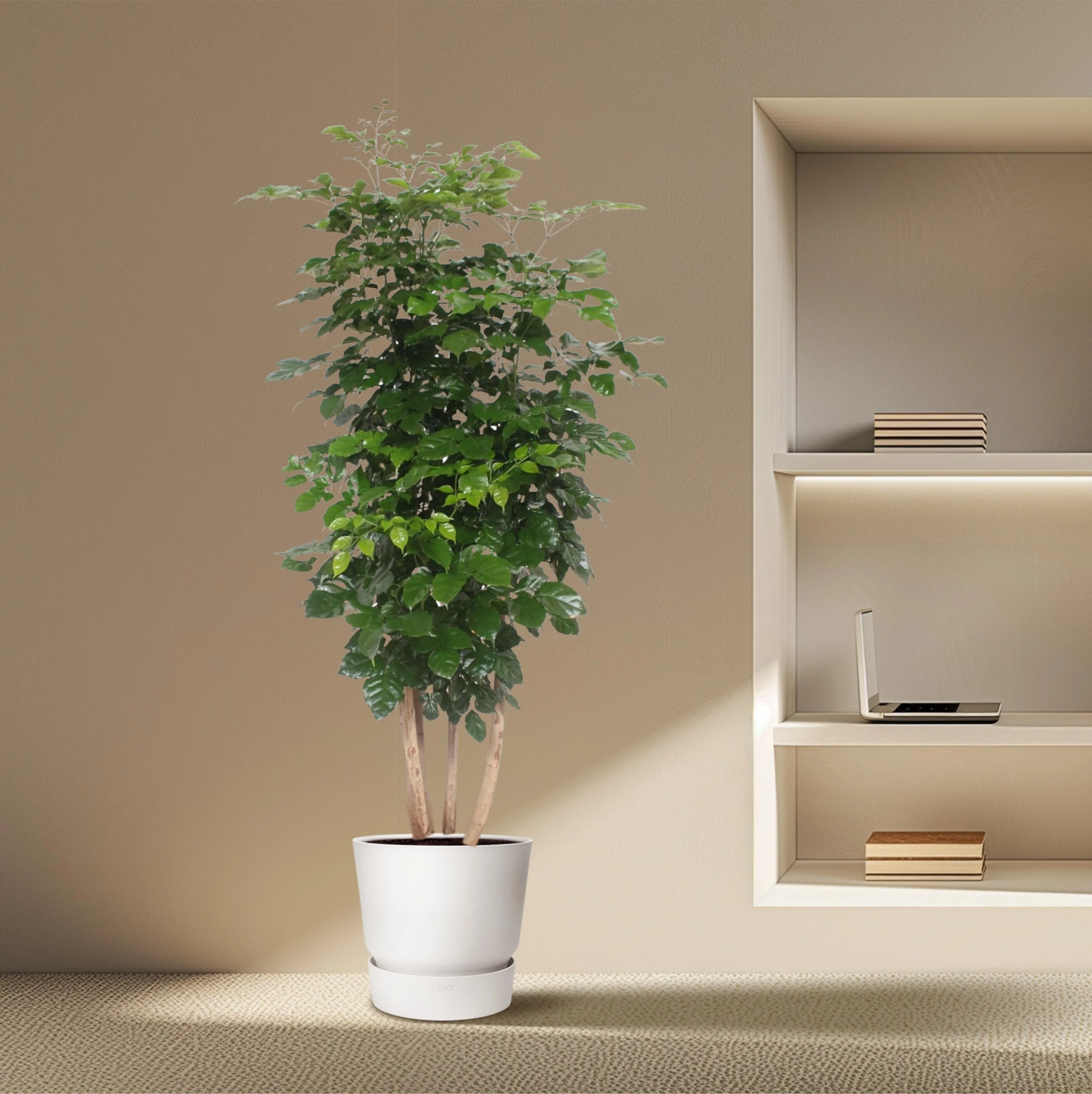 Radermachera Hainanensis – Grünpflanze