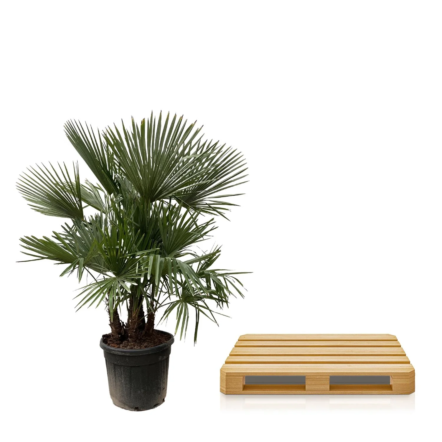 Trachycarpus – Palme