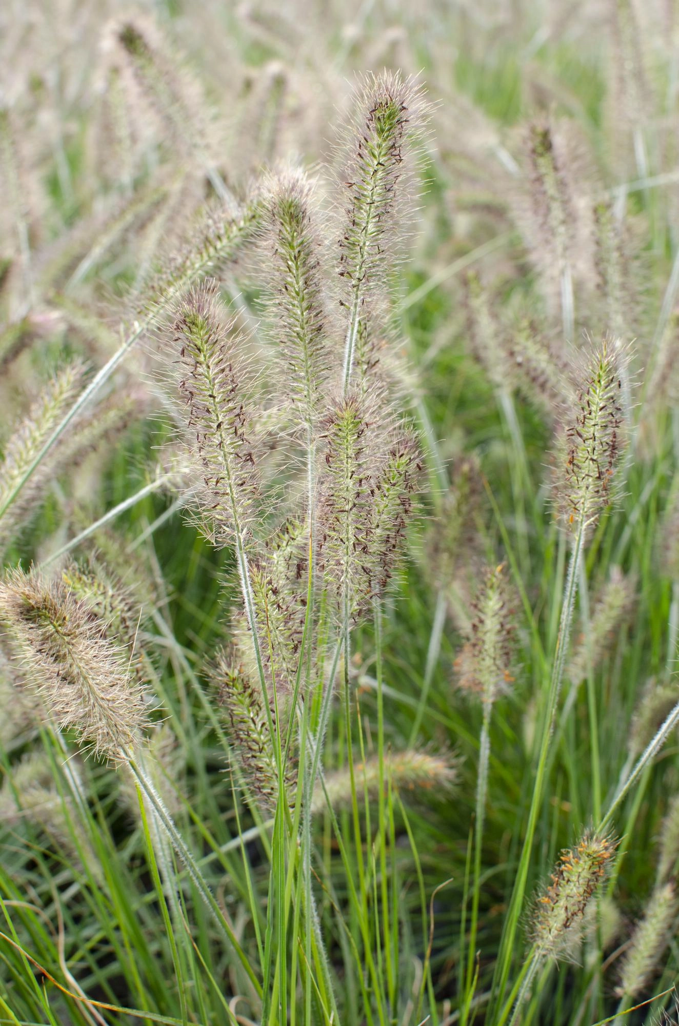 Detailaufnahme: Blütenstand und herbstliche Färbung von Pennisetum 'Hameln'