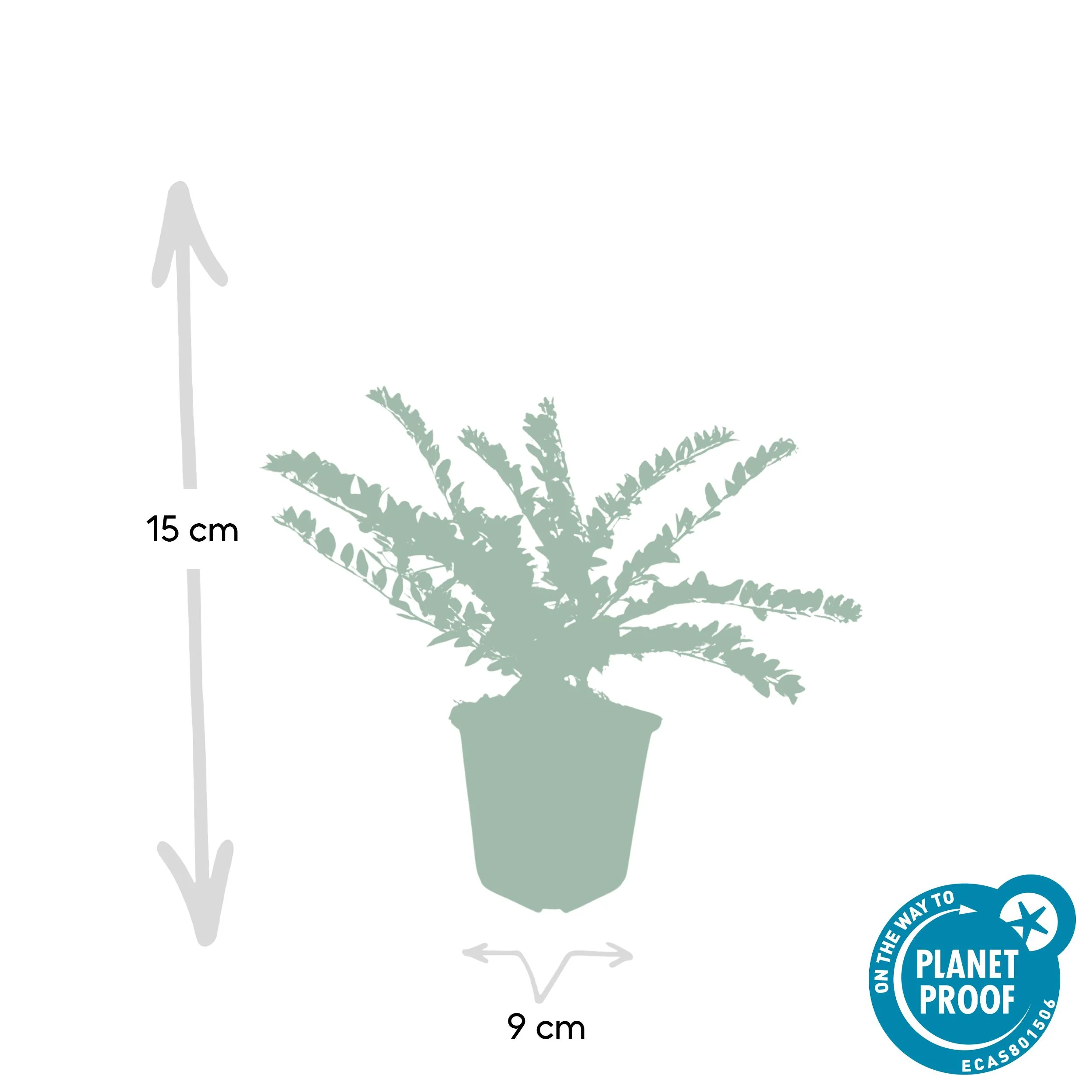 Lonicera maigrün - frische Pflanze