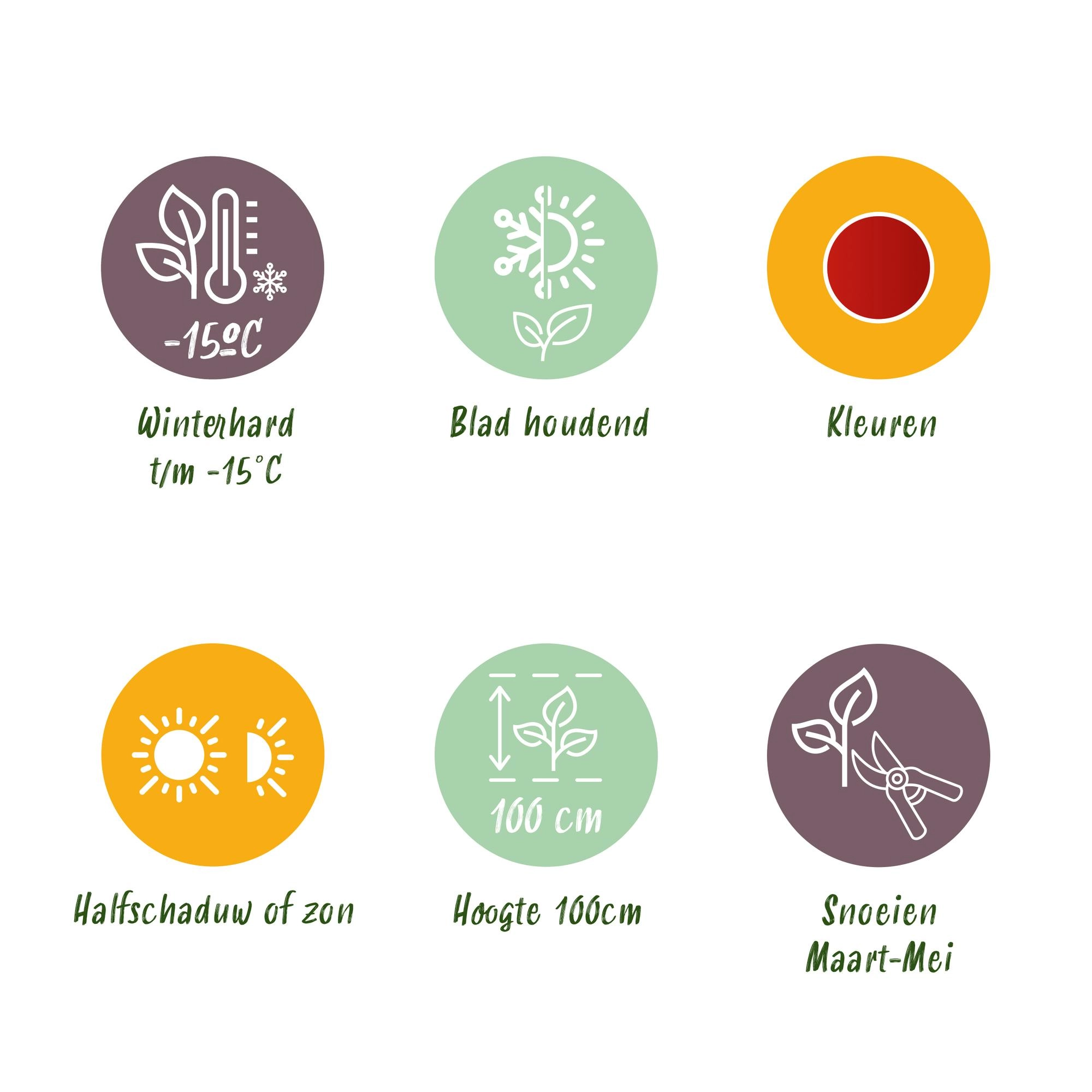 Nandina domestica Obsessed in voller Blüte