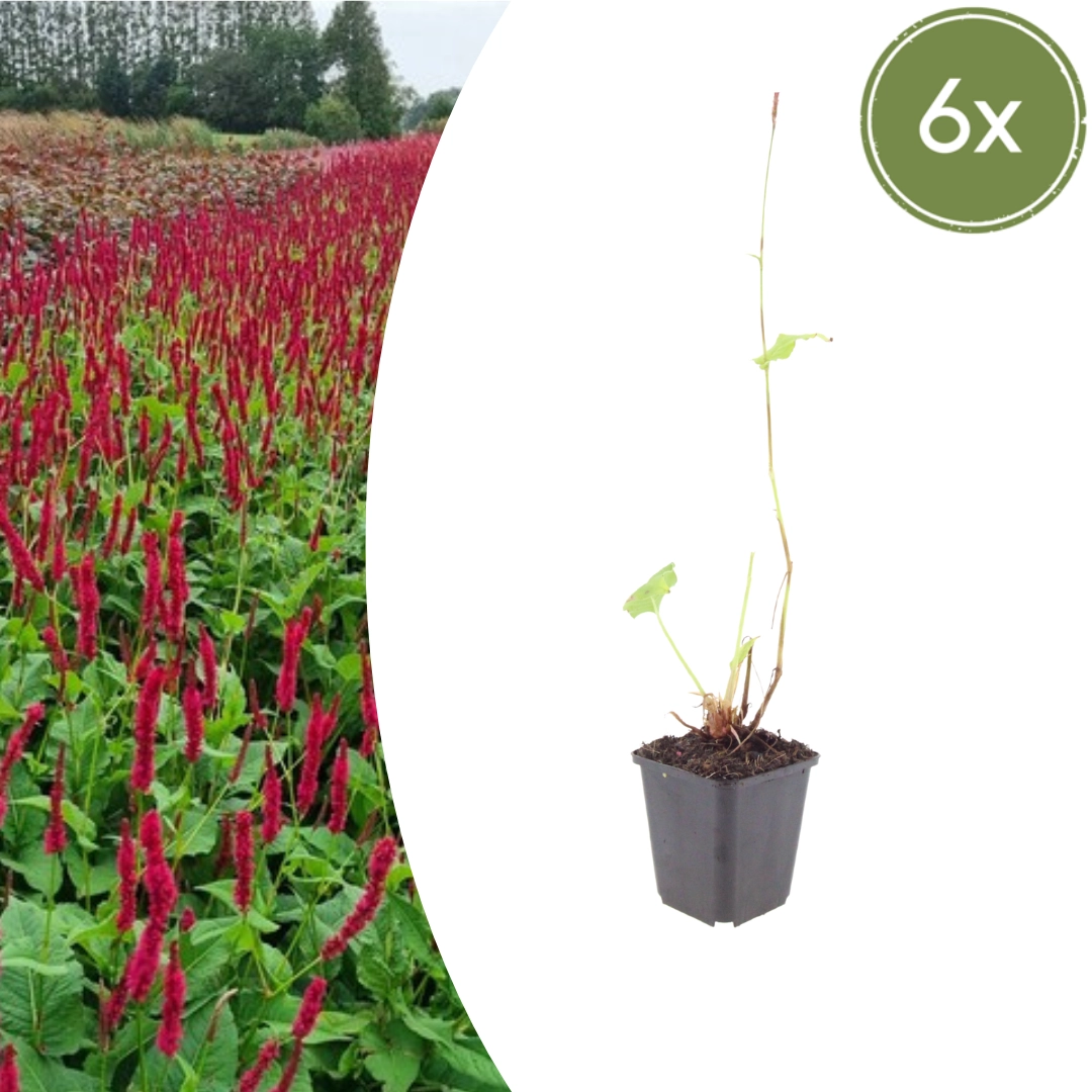 Persicaria amplexicaulis im Garten