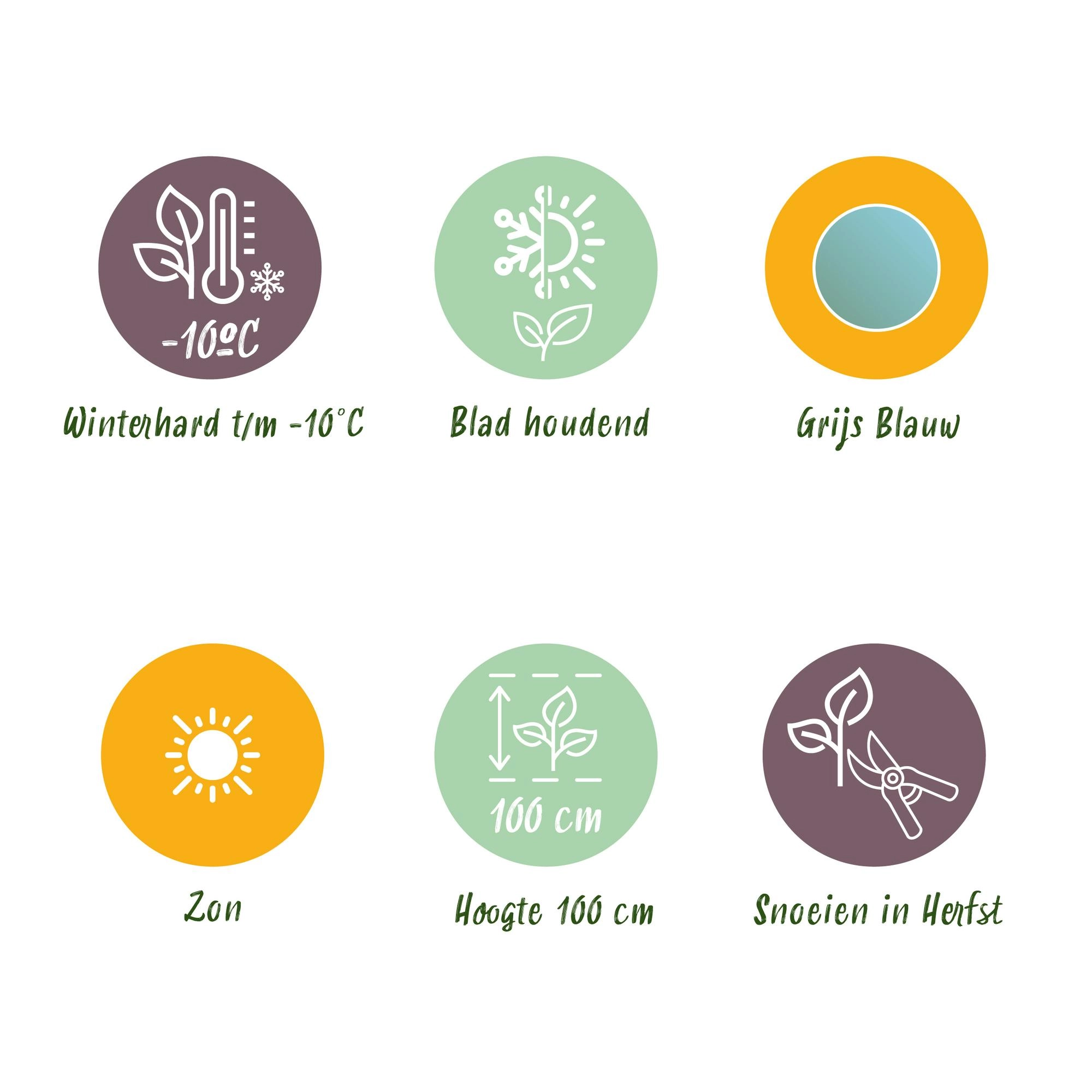 Eucalyptus gunnii - Detailansicht