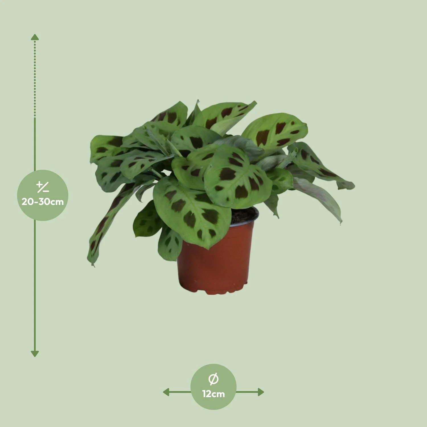 Maranta Leuconeura Kerchoveana in schönem Ambiente