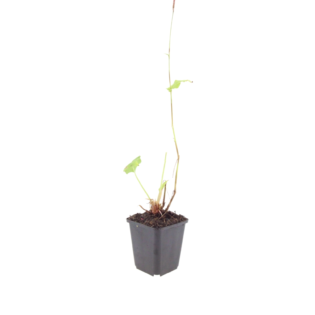Persicaria amplexicaulis ‘Speciosa’ im Garten