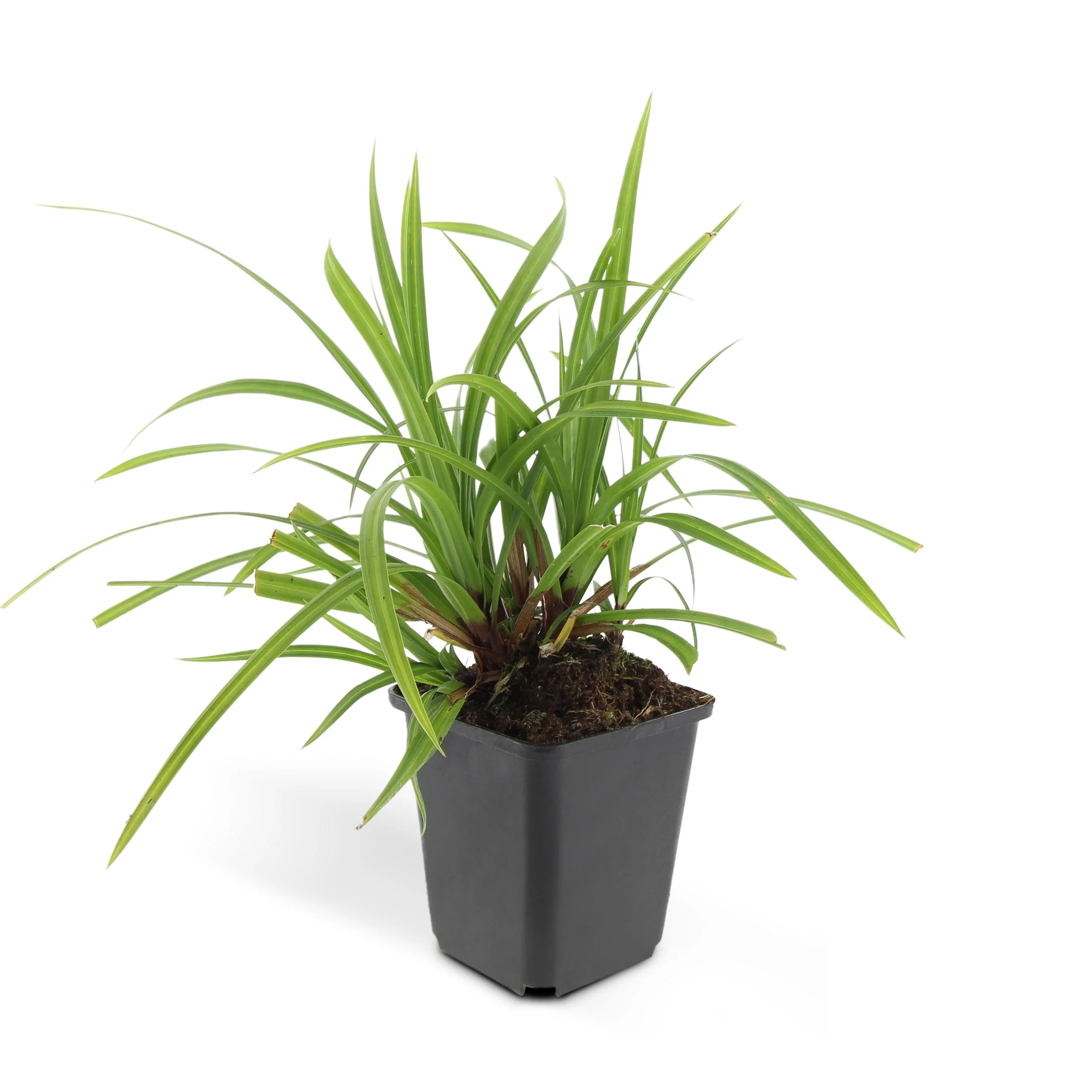 Carex morrowi 'Irish Green' Bodendecker