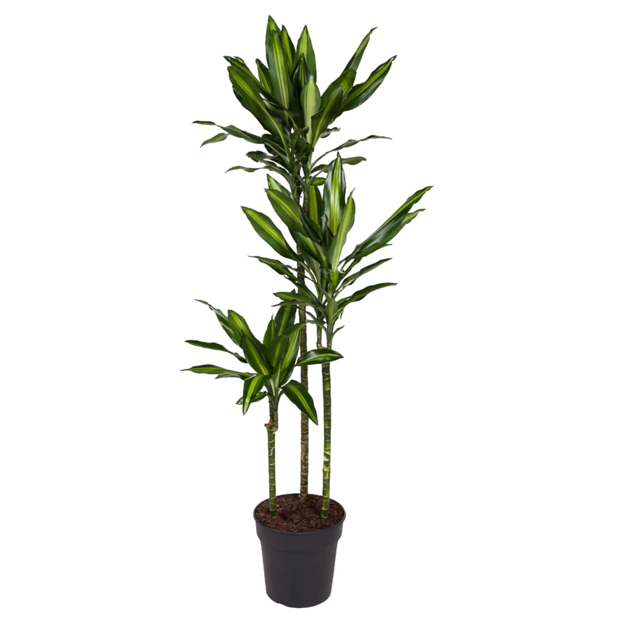 Dracaena Cintho Pflanze