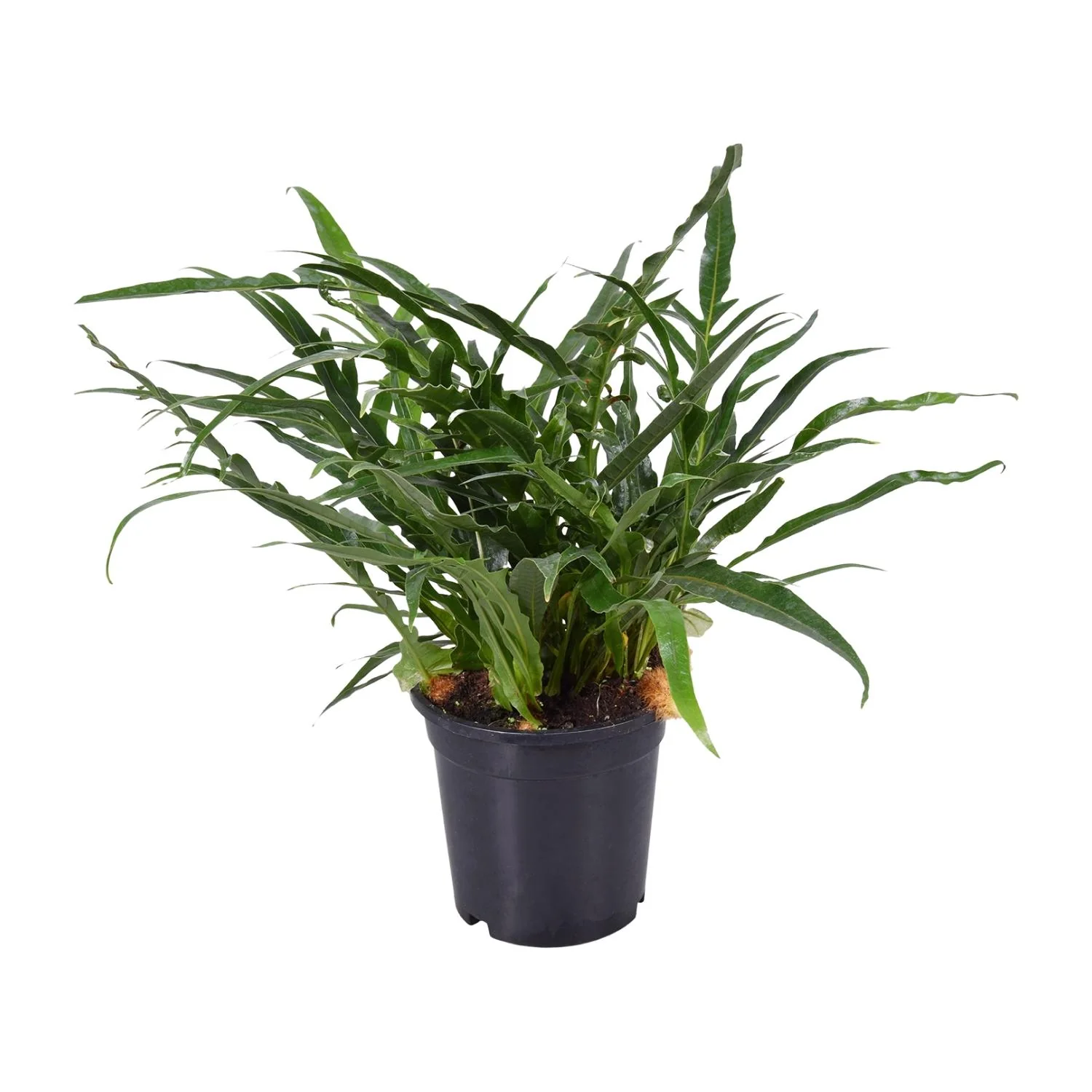 Aglaomorpha Coronans im Zuhause