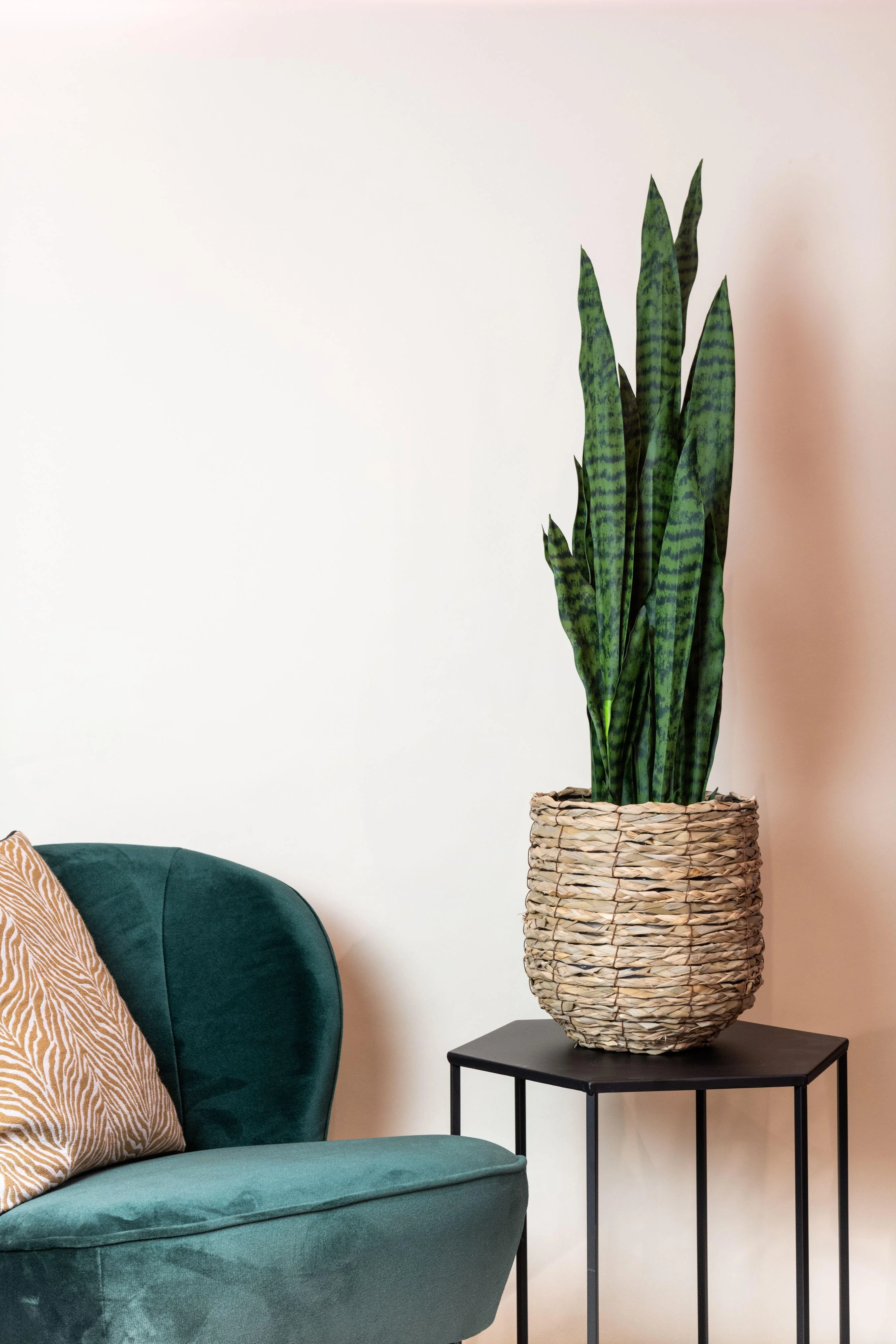 Sansevieria Black Coral – dekorative Kunstpflanze