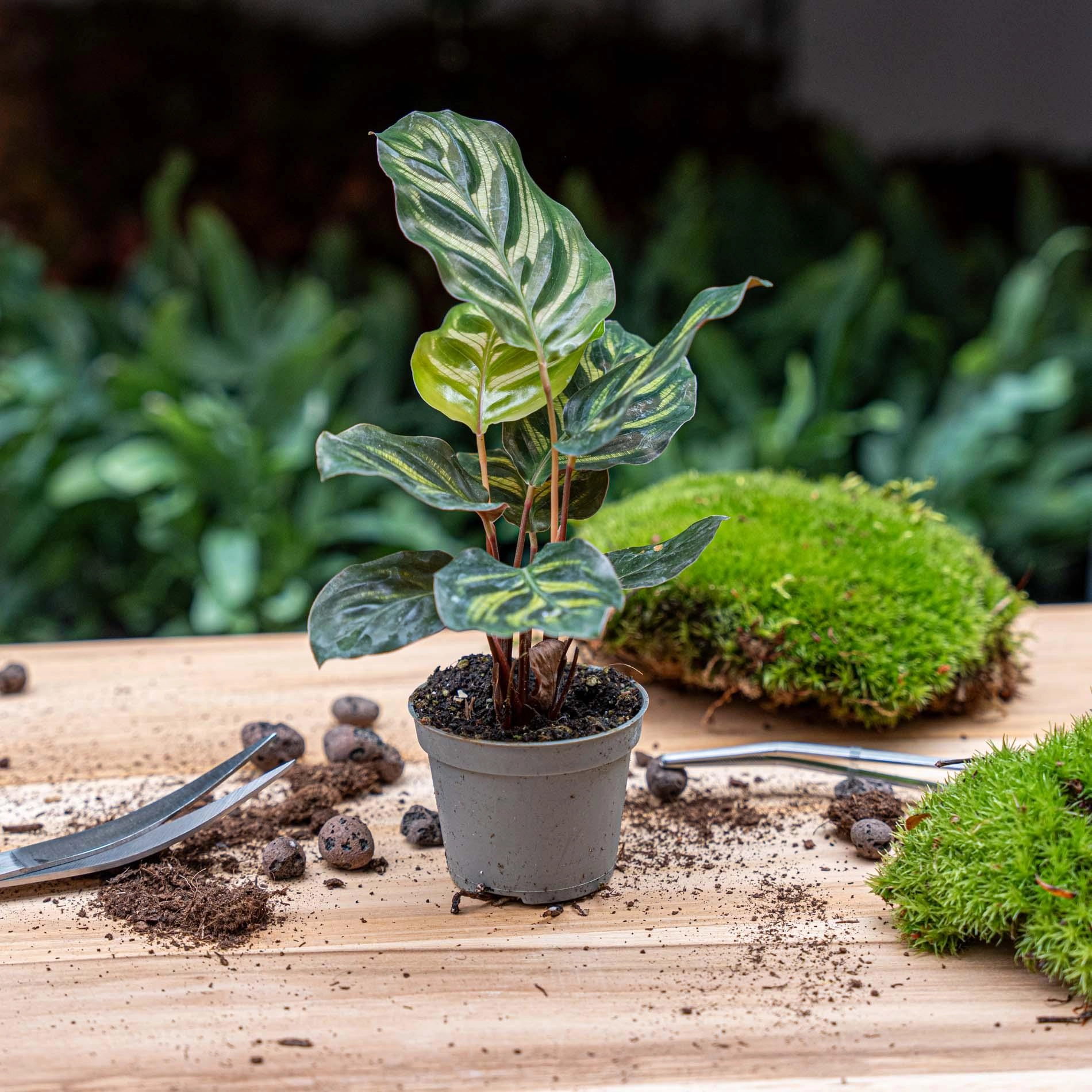 Calathea Makoyana – Pauwenplant