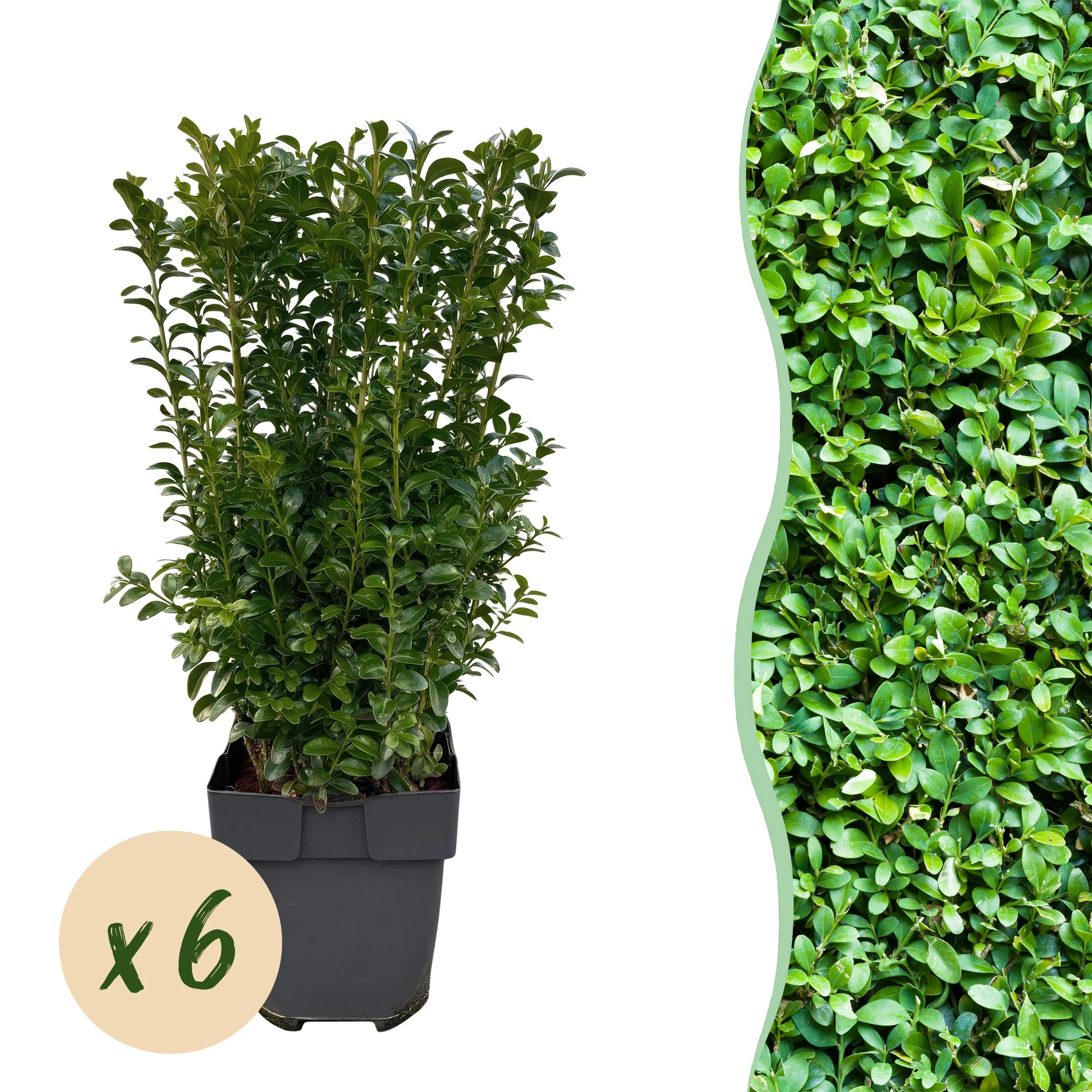 Buxus sempervirens Hecke