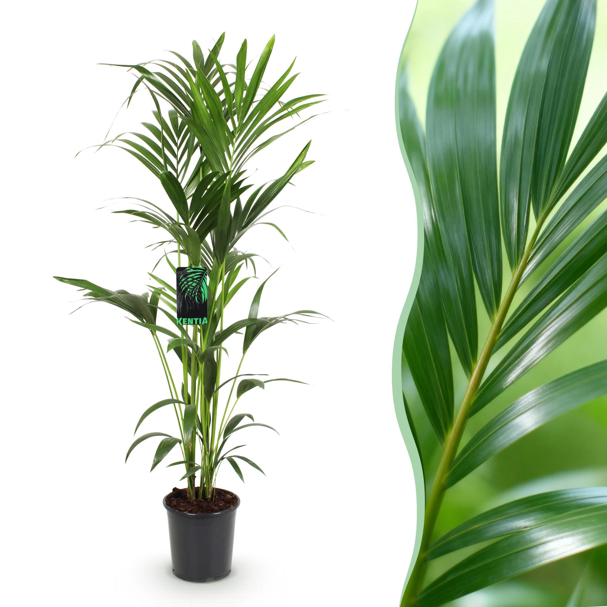 Howea Forsteriana - Kangurupalme