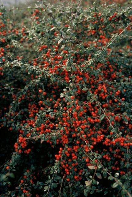 Cotoneaster suecicus 'Coral Beauty' mit Beeren
