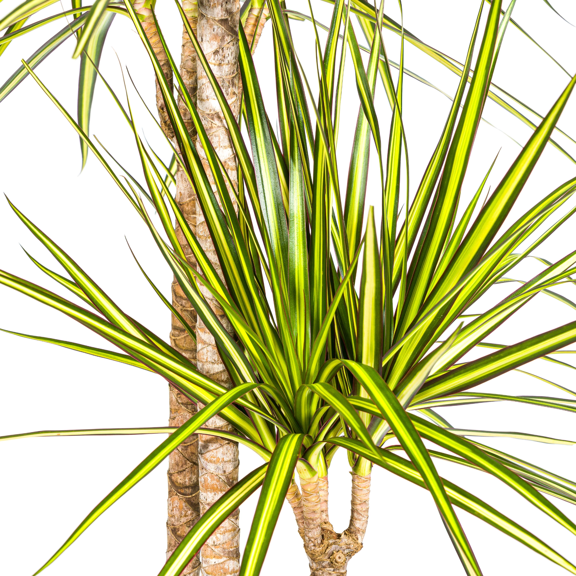 Dracaena Marginata Sunray – Frontansicht