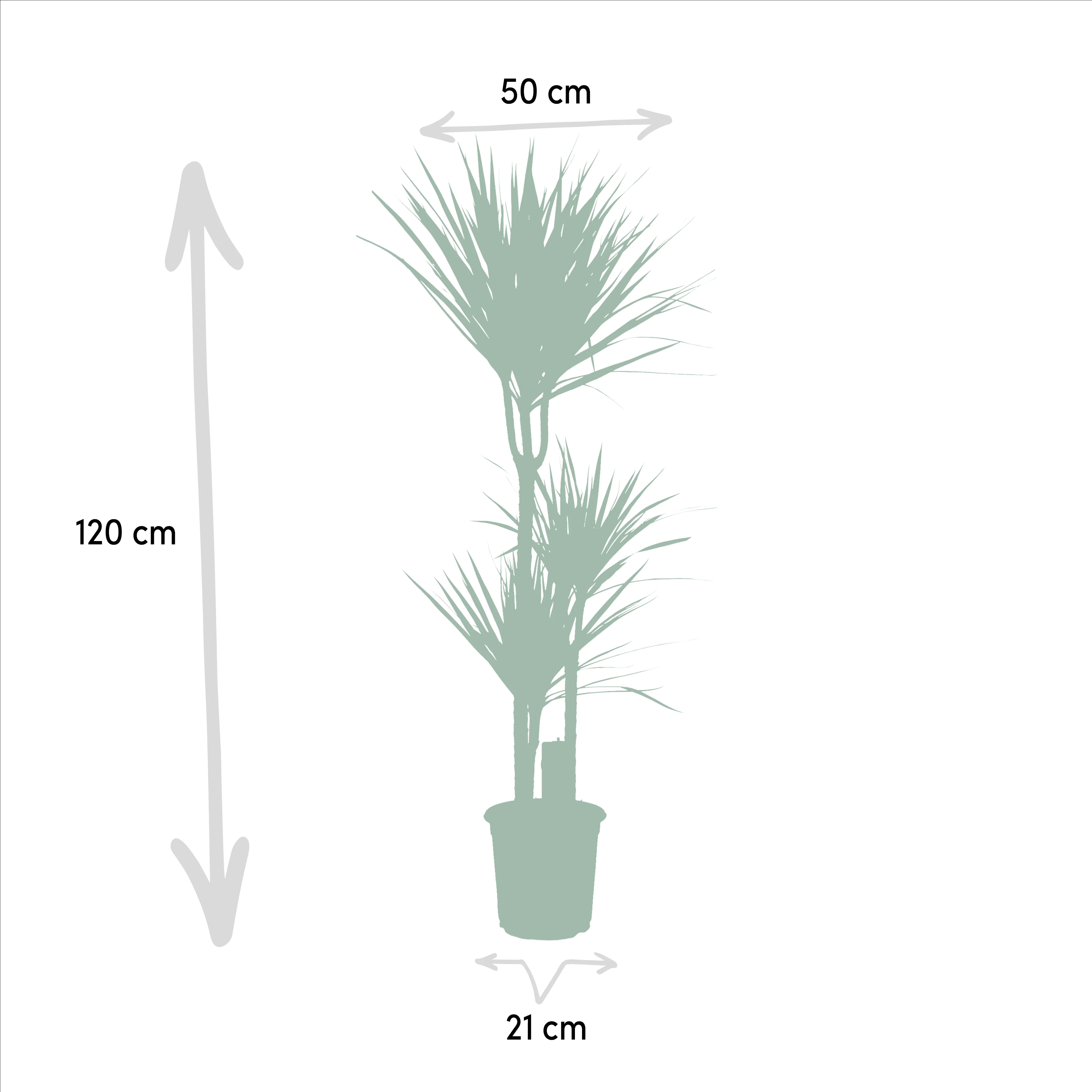 Dracaena marginata als Zimmerpflanze