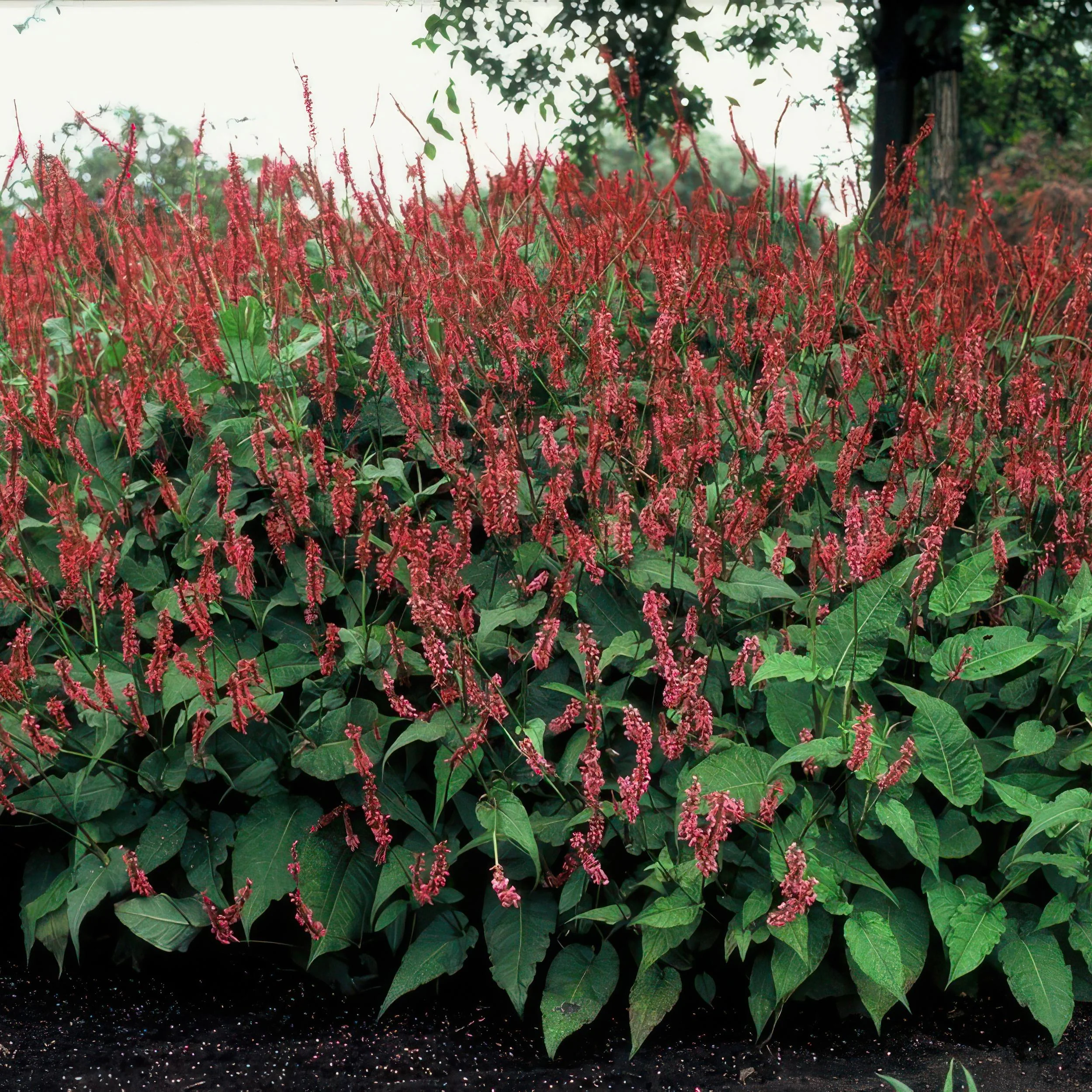 Persicaria amplexicaulis – Gartenpflanze mit roten Blütenähren
