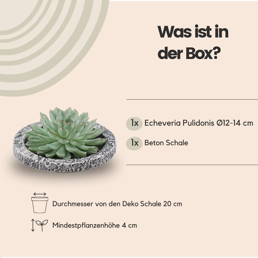 Echeveria Pulidonis als Pflanze