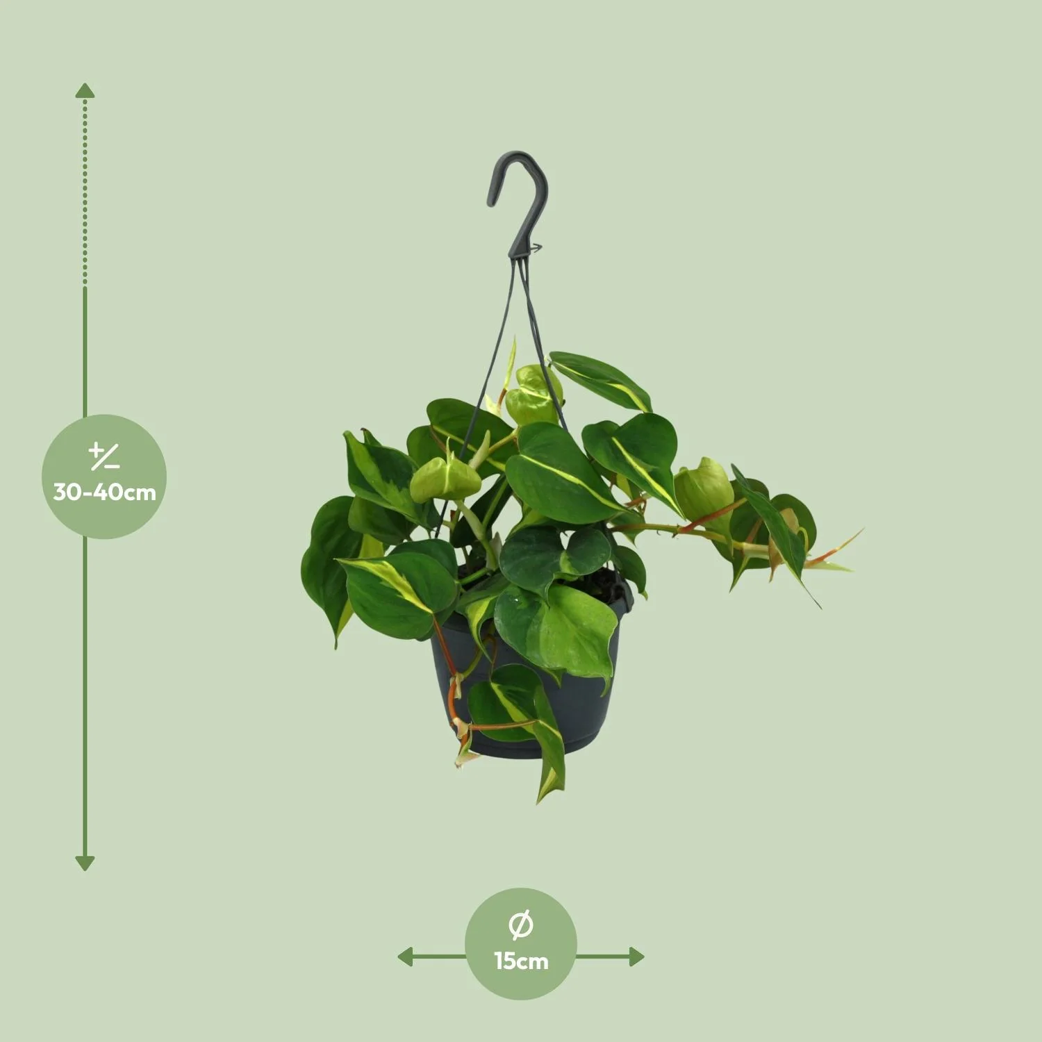 Philodendron Scandens Brasil – Pflegeleichte Zimmerpflanze