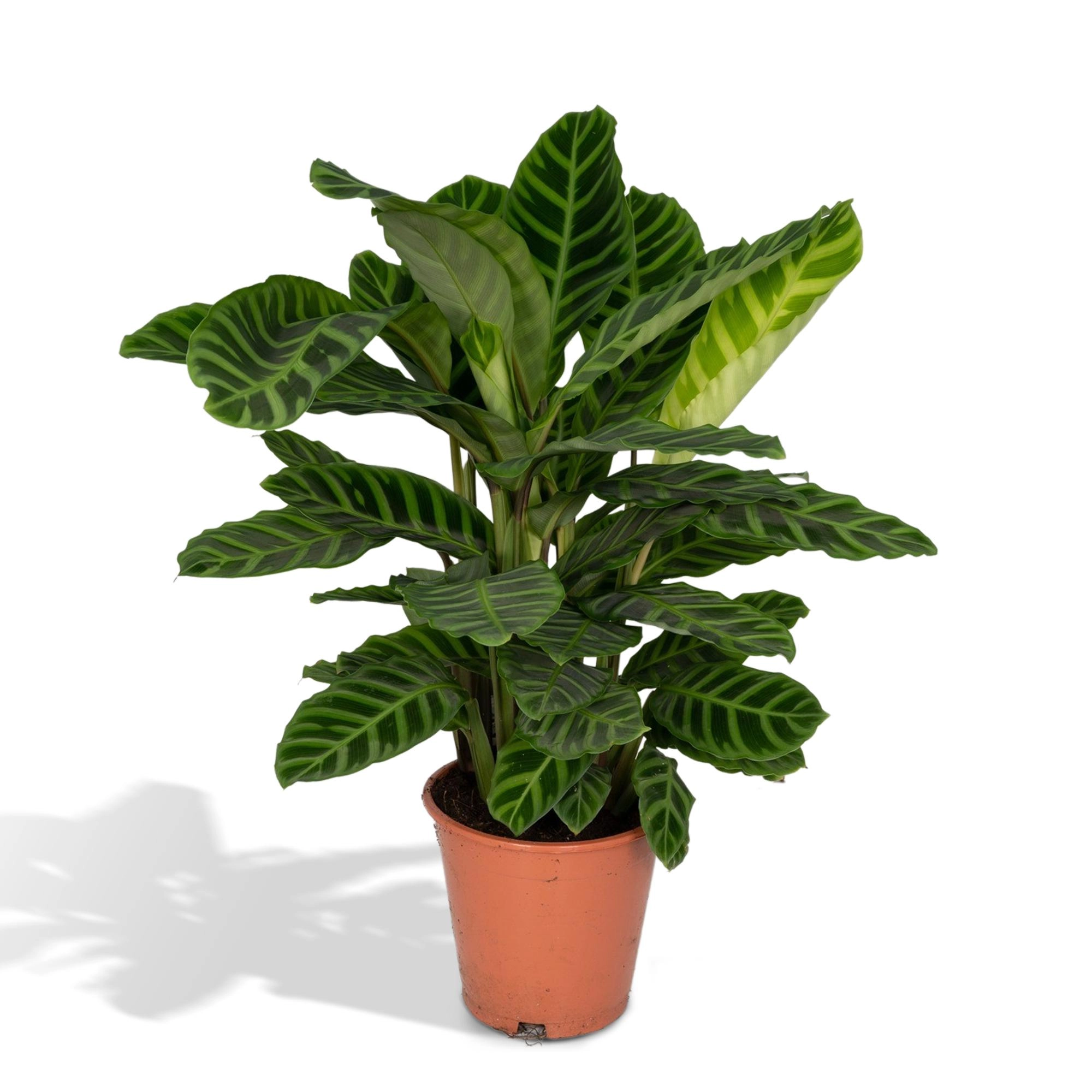 Calathea Zebrina Blätter